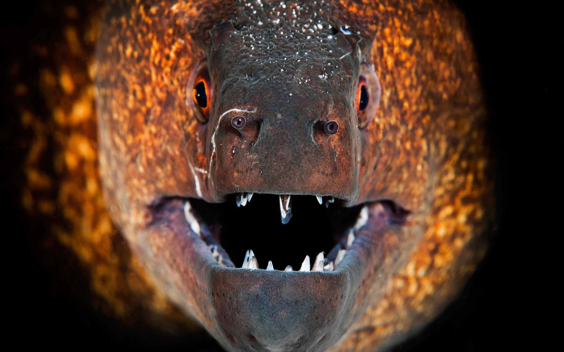 Обои макро, зубы, пасть, рыба, мурена, macro, teeth, mouth, fish, moray разрешение 1920x1200 Загрузить