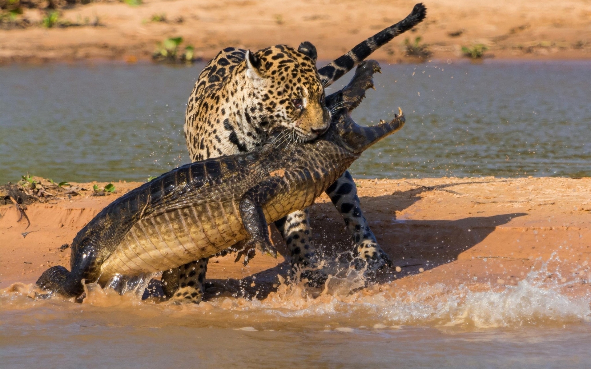 Обои удивительный кадр боя леопарда с крокодилом, amazing shot of the leopard fighting a crocodile разрешение 1920x1200 Загрузить