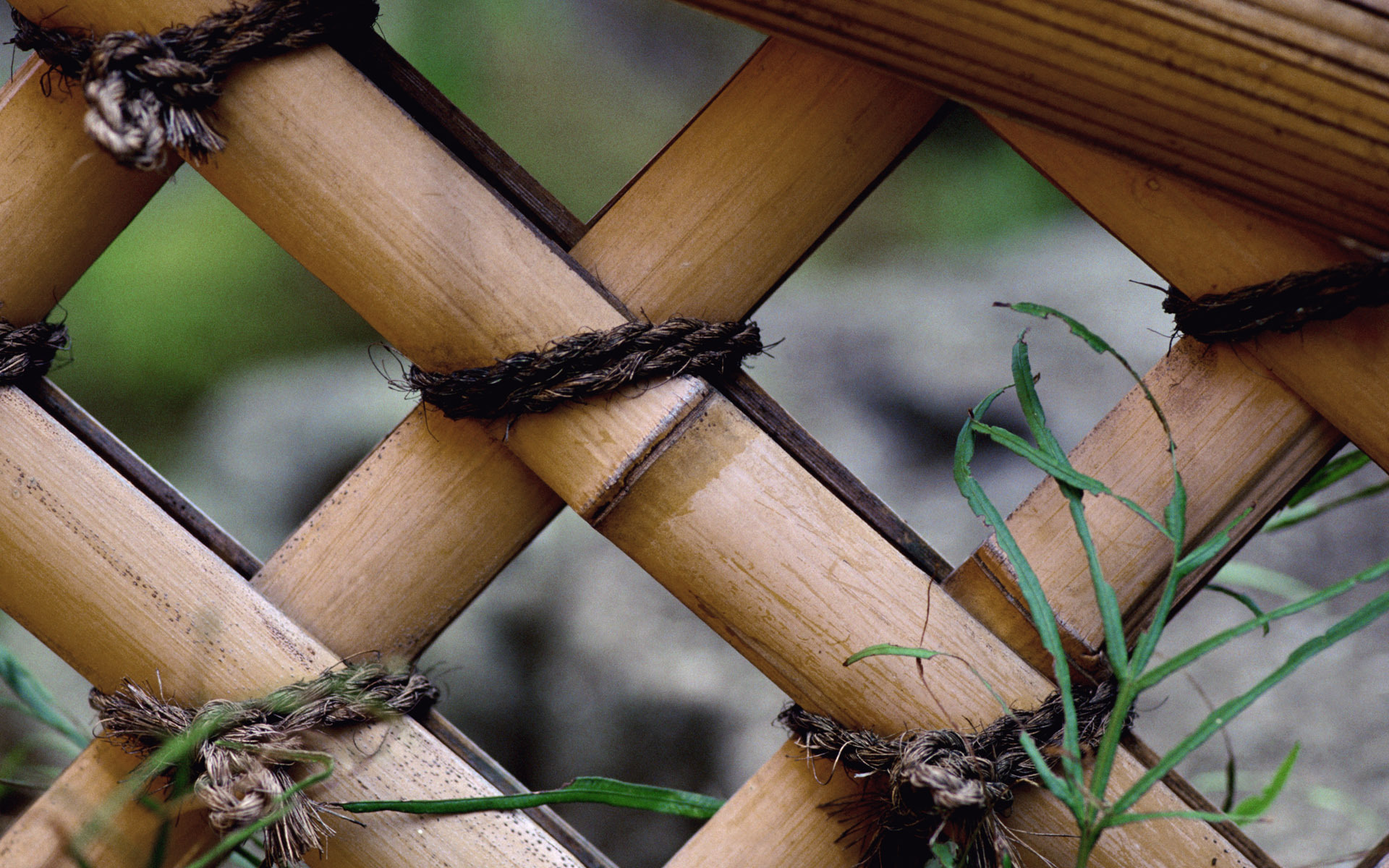 Обои забор, сад, бамбук, the fence, garden, bamboo разрешение 1920x1200 Загрузить