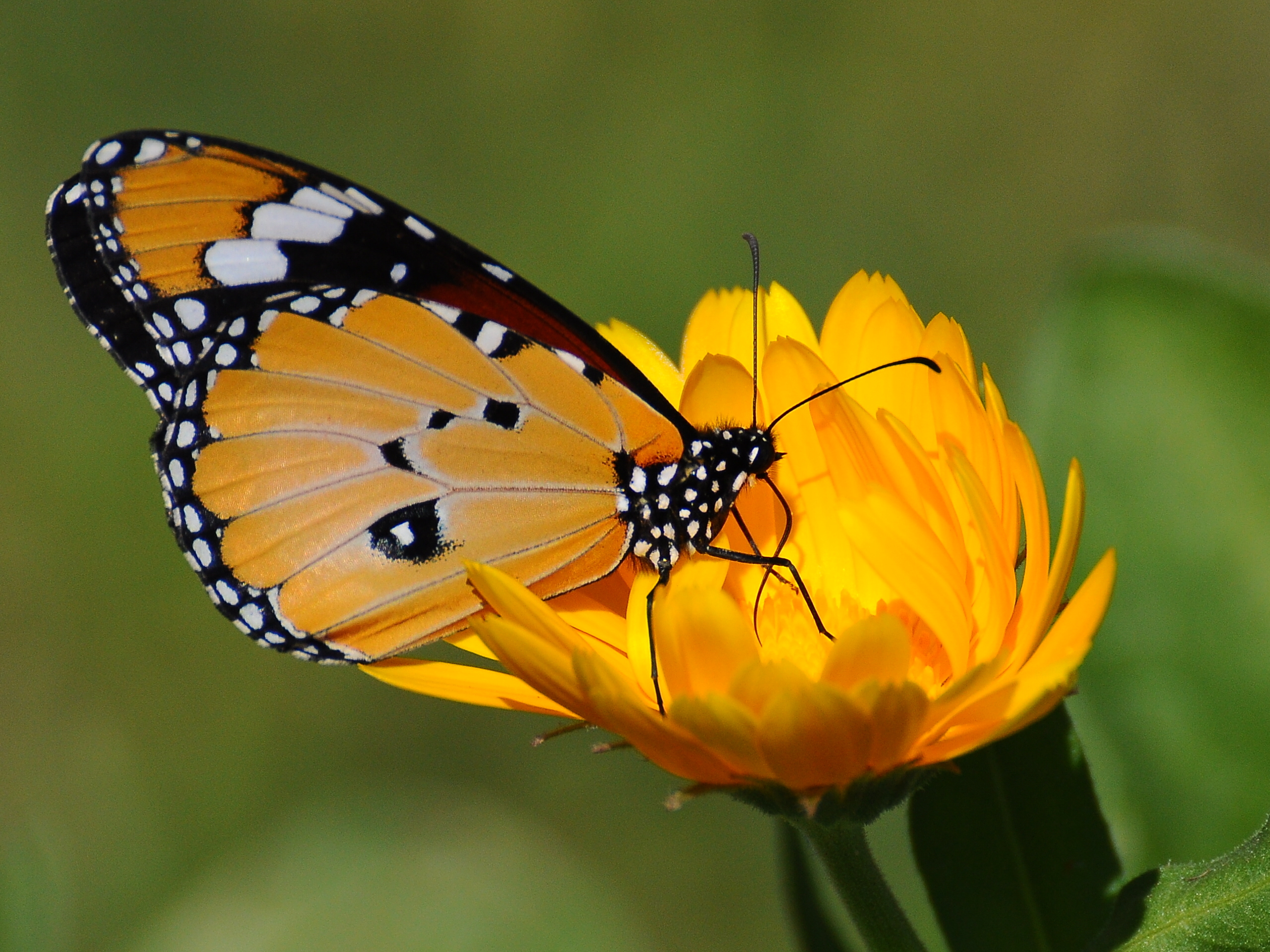 Обои желтый, цветок, бабочка, зеленый фон, yellow, flower, butterfly, green...