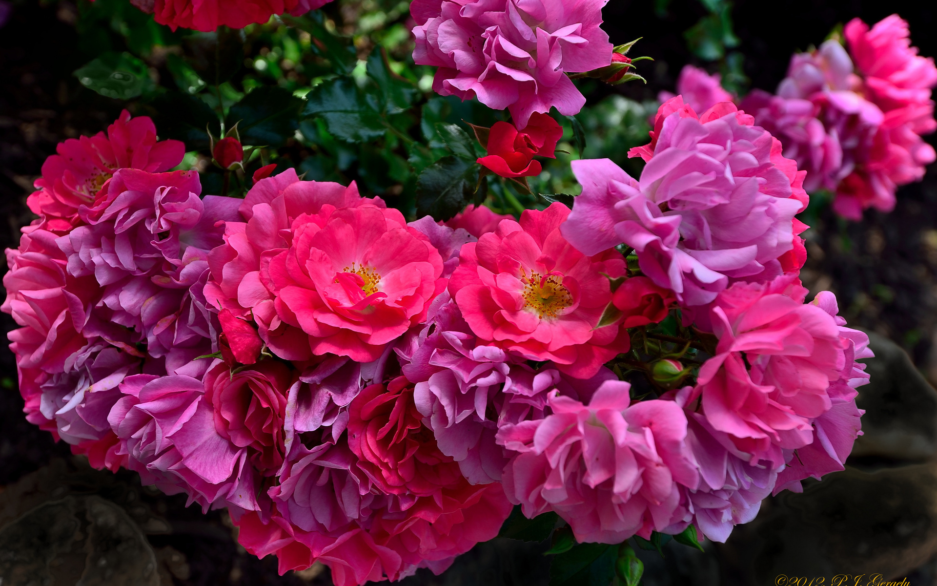 Обои розы, лепестки, розовый куст, roses, petals, rose bush разрешение 1920x1200 Загрузить