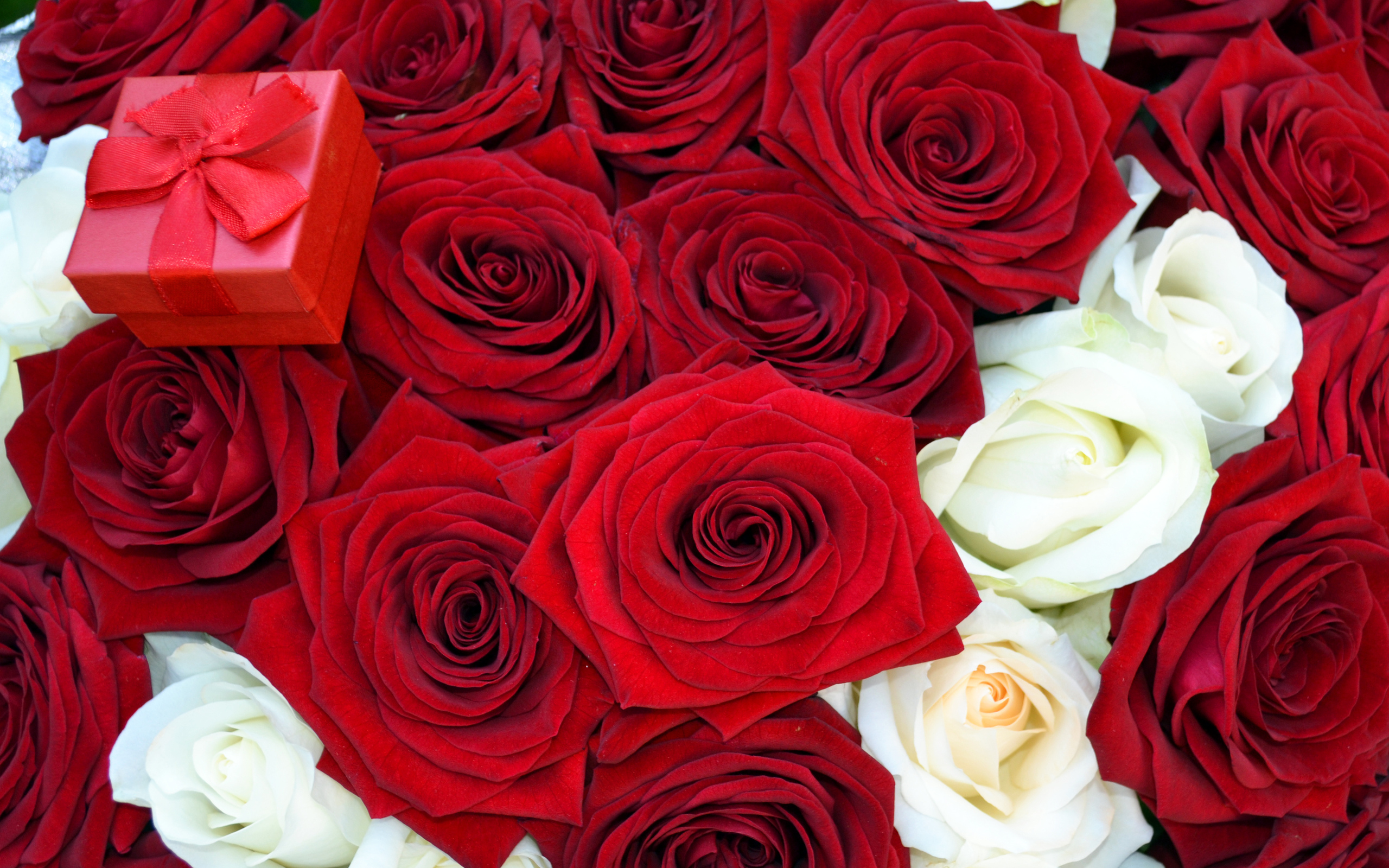 Обои цветы, розы, красная, букет, коробочка, предложение, flowers, roses, red, bouquet, box, offer разрешение 2560x1600 Загрузить