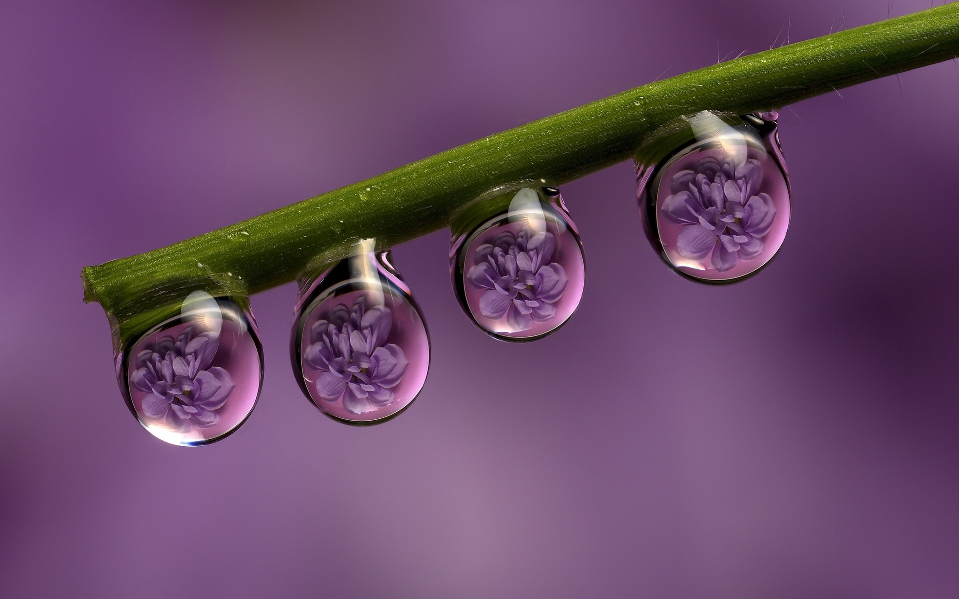 природа цветы макро фиолетовые загрузить