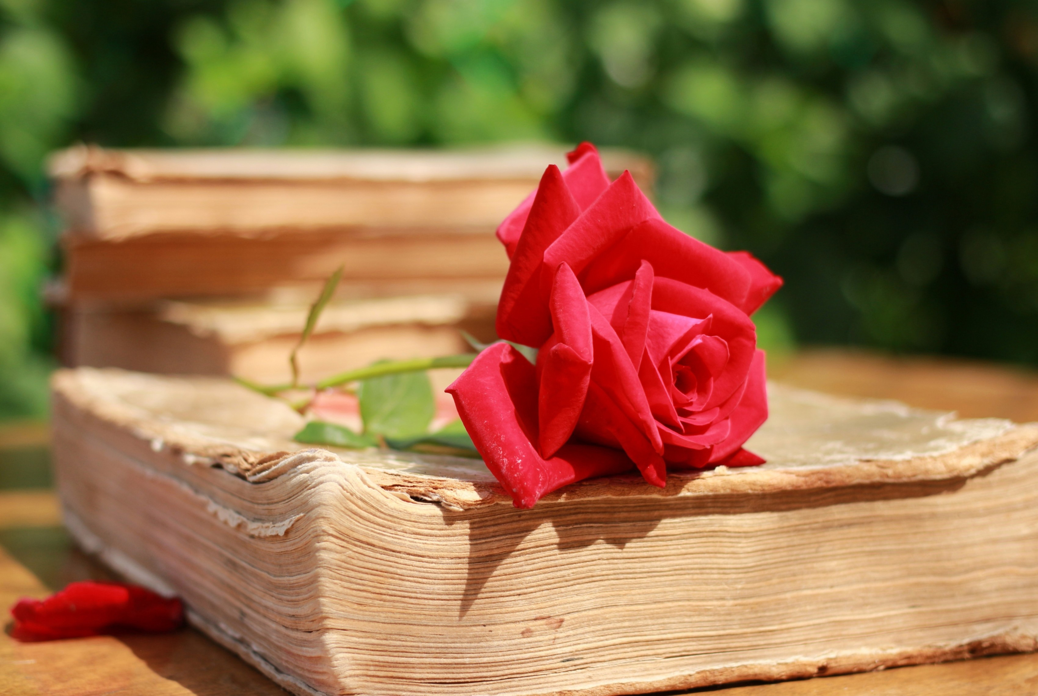 Обои макро, роза, лепестки, красная, книга, страницы, macro, rose, petals, red, book, page разрешение 3400x2280 Загрузить