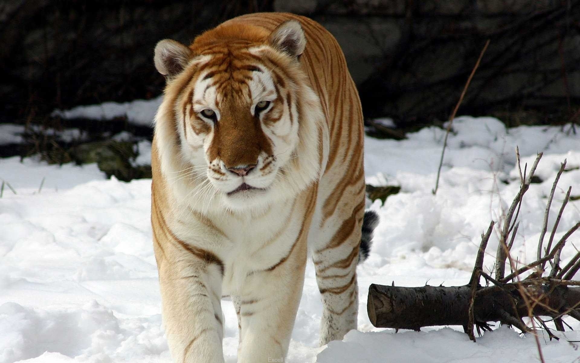 Обои тигр, снег, зима, животное, золотой тигр, tiger, snow, winter, animal, golden tiger разрешение 1920x1200 Загрузить