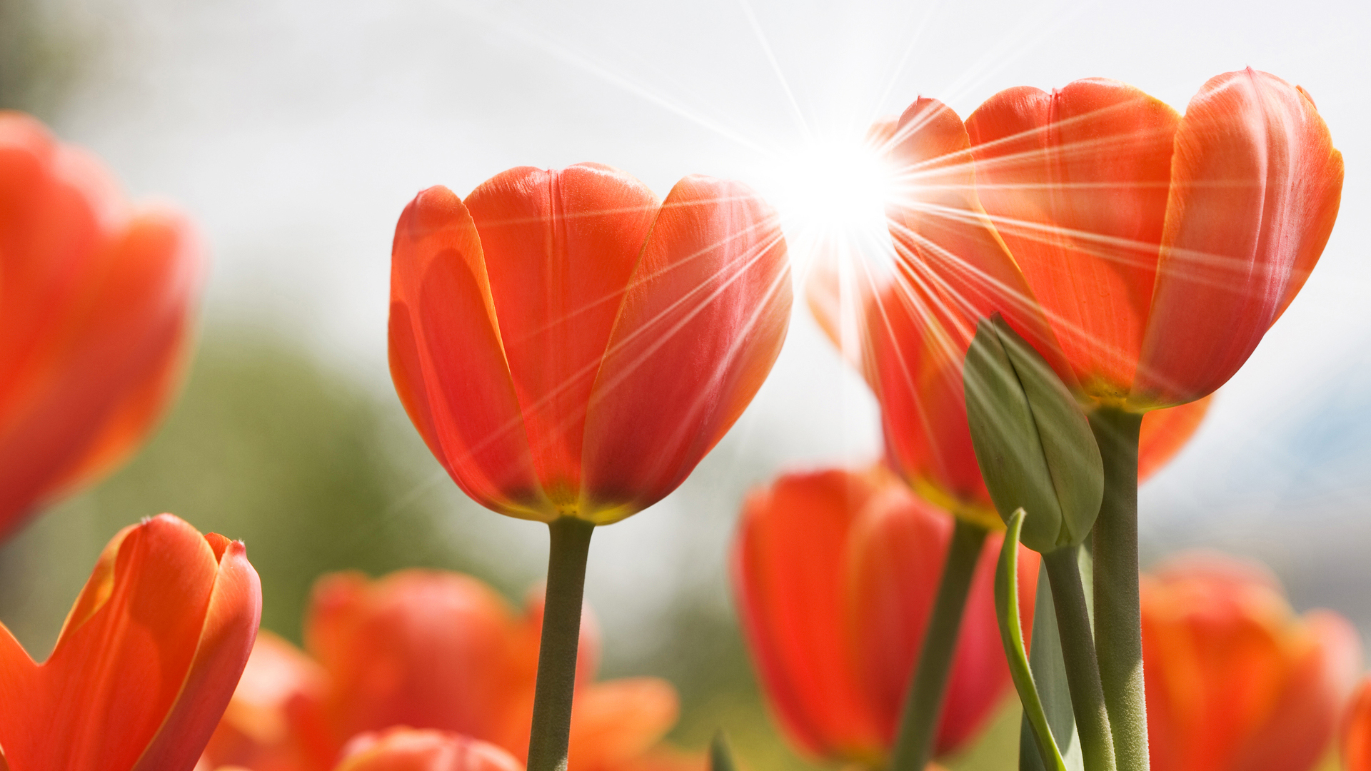 Обои цветы, природа, бутоны, тюльпаны, flowers, nature, buds, tulips разрешение 1920x1080 Загрузить