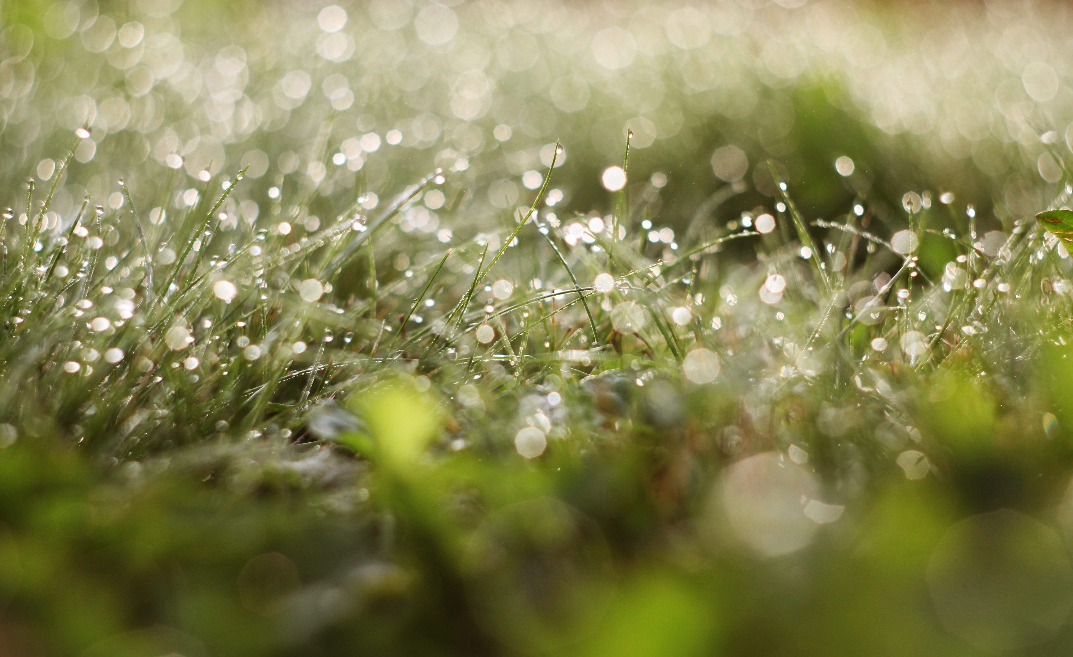 трава капли блеск grass drops Shine скачать