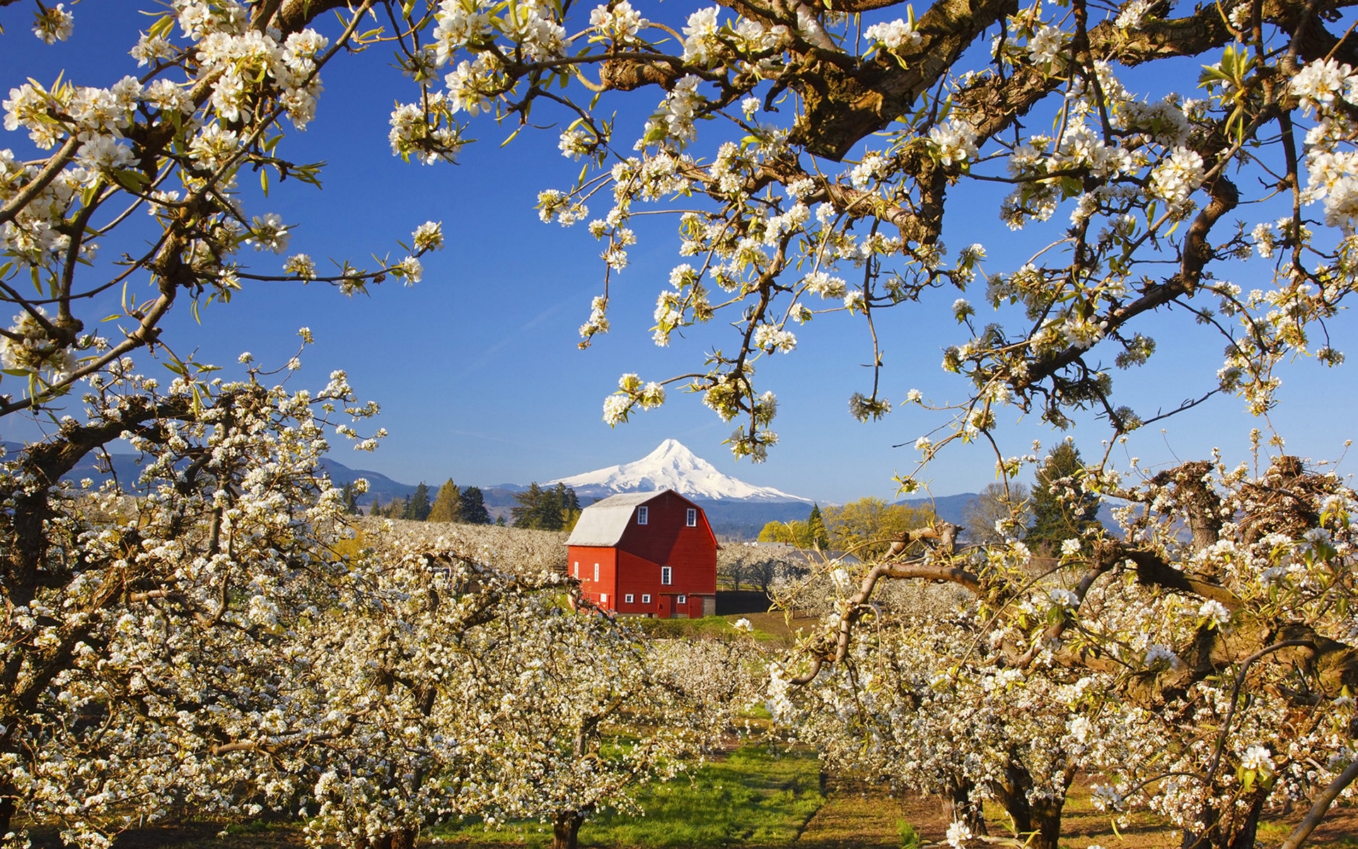 Обои деревья, пейзаж, гора, сад, дом, весна, яблони, trees, landscape, mountain, garden, house, spring, apple разрешение 1920x1200 Загрузить