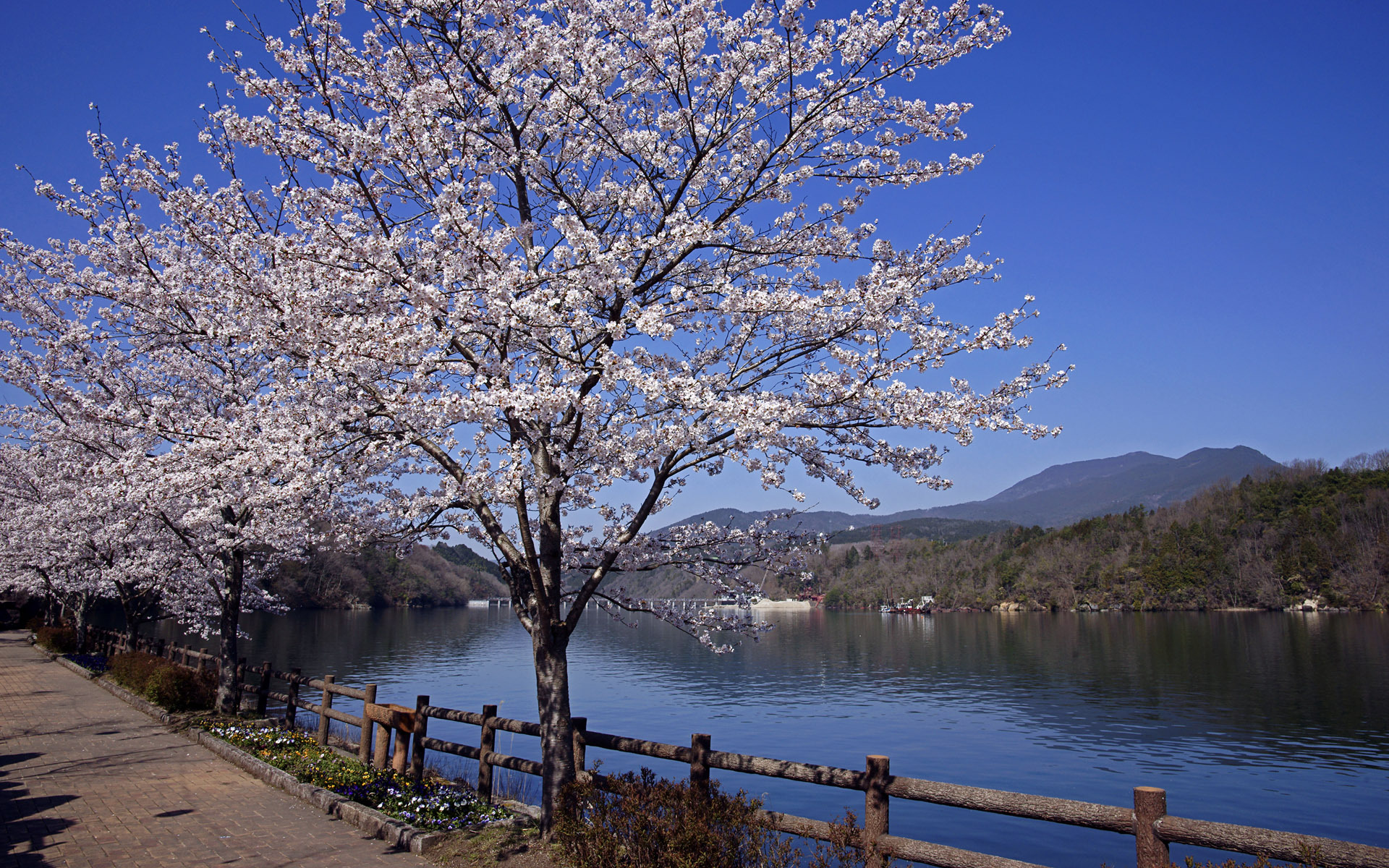 Обои река, пейзаж, япония, весна, сакура, river, landscape, japan, spring, sakura разрешение 1920x1200 Загрузить
