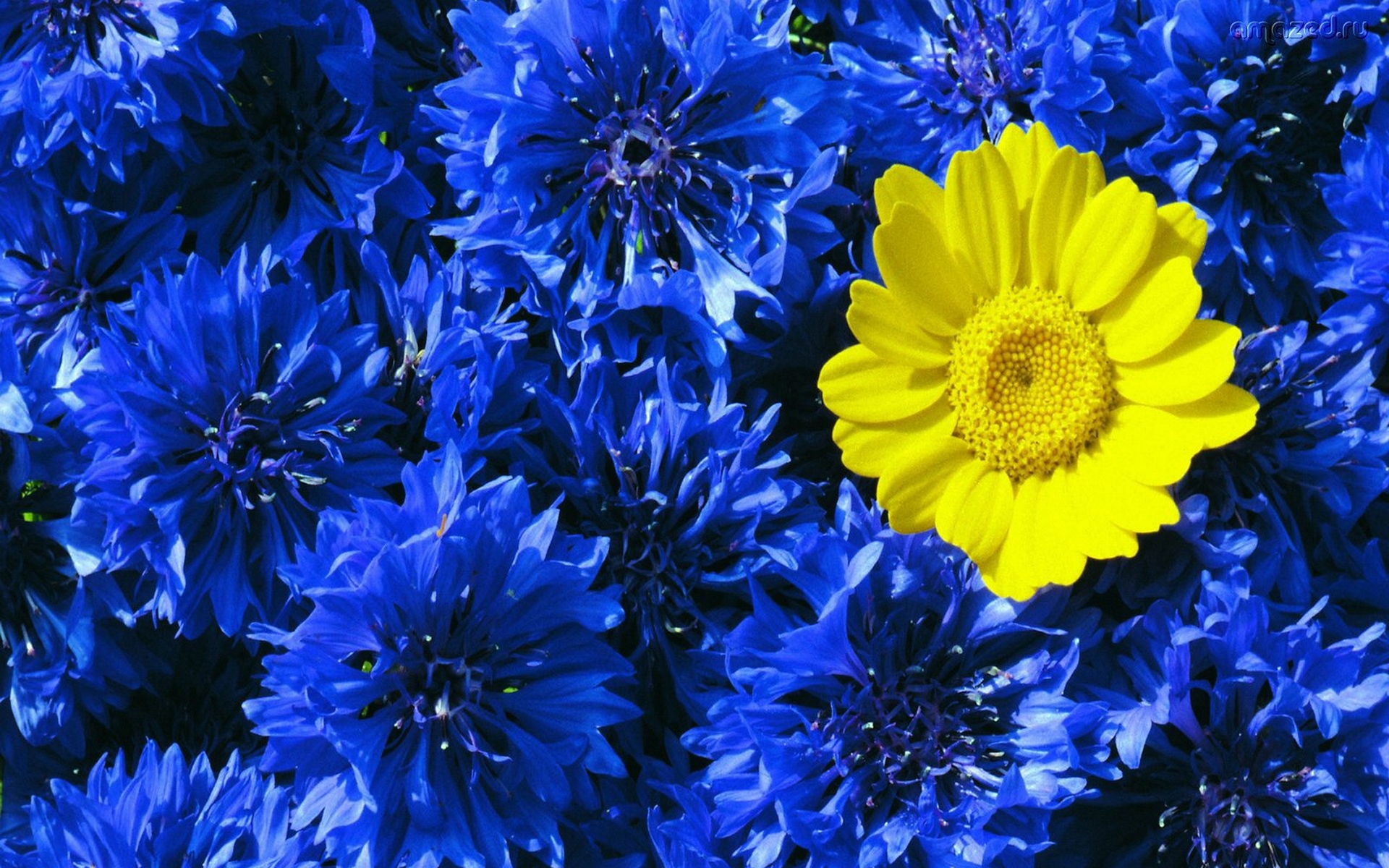 Обои цветы, желтый, цветок, синие, васильки, контраст, полина, flowers, yellow, flower, blue, cornflowers, contrast, pauline разрешение 1920x1200 Загрузить