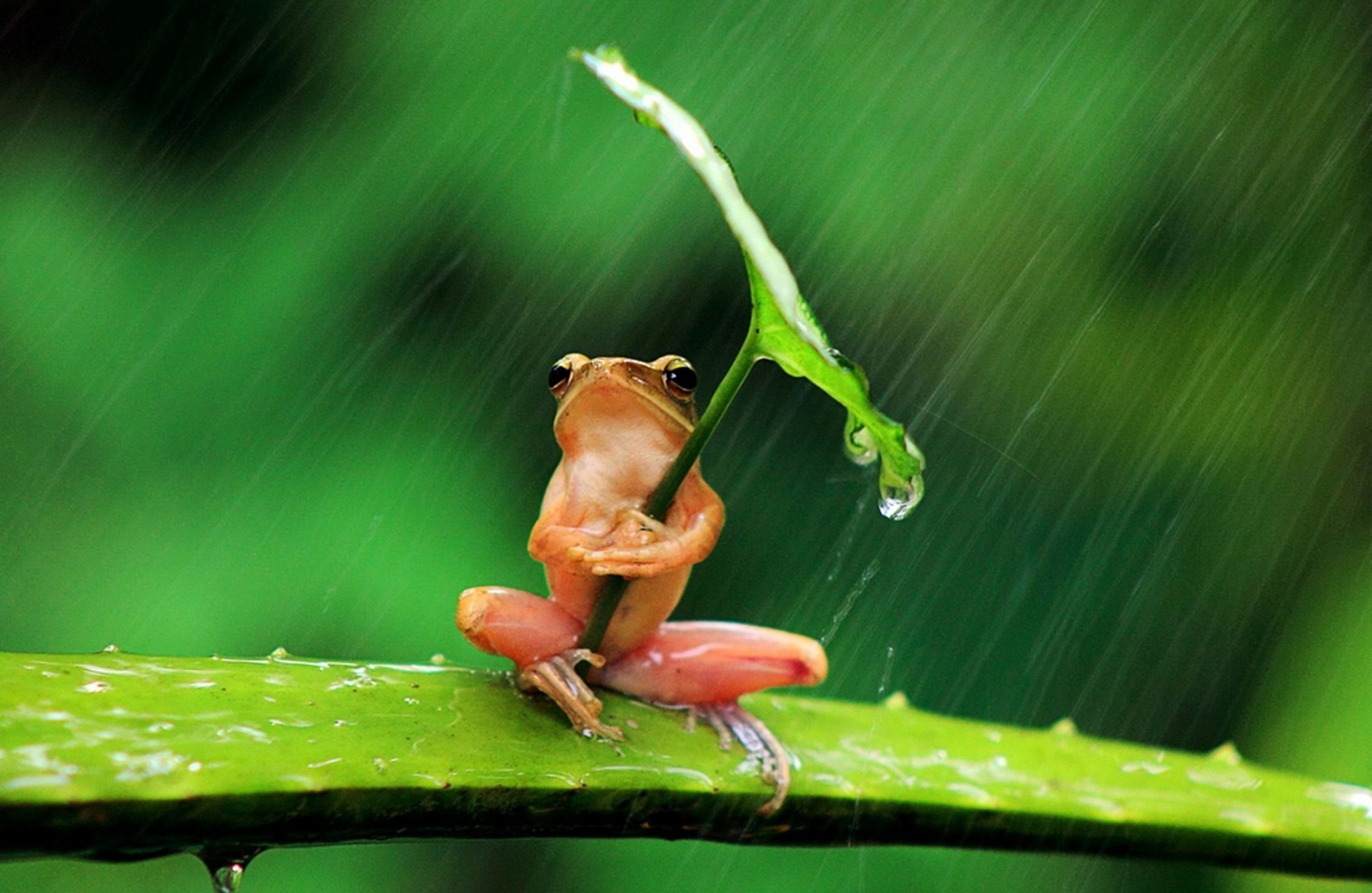 Обои фон, листок, лягушка, дождь, background, leaf, frog, rain разрешение 1920x1250 Загрузить