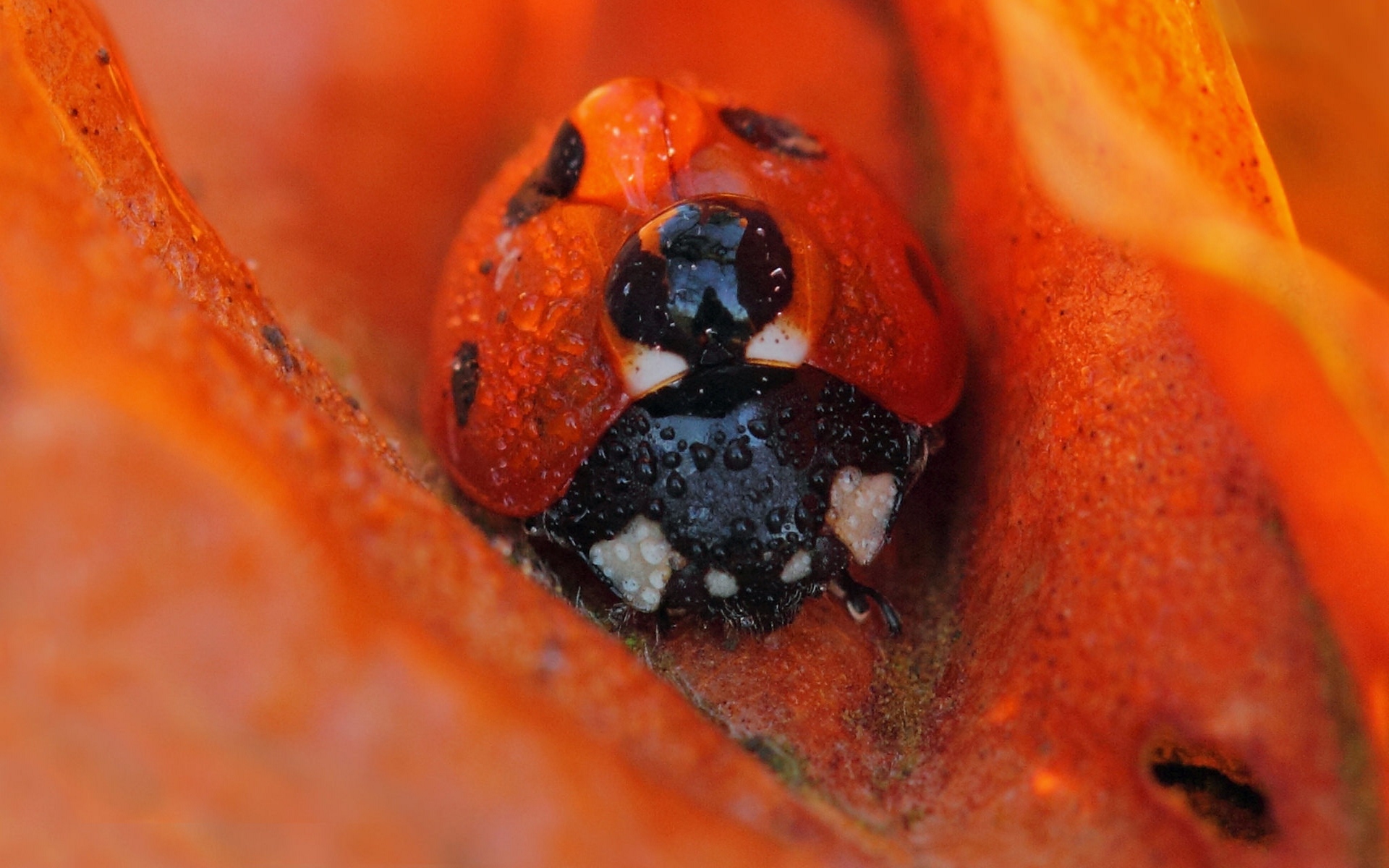 Обои насекомое, цветок, роса, капли, божья коровка, insect, flower, rosa, drops, ladybug разрешение 1920x1200 Загрузить