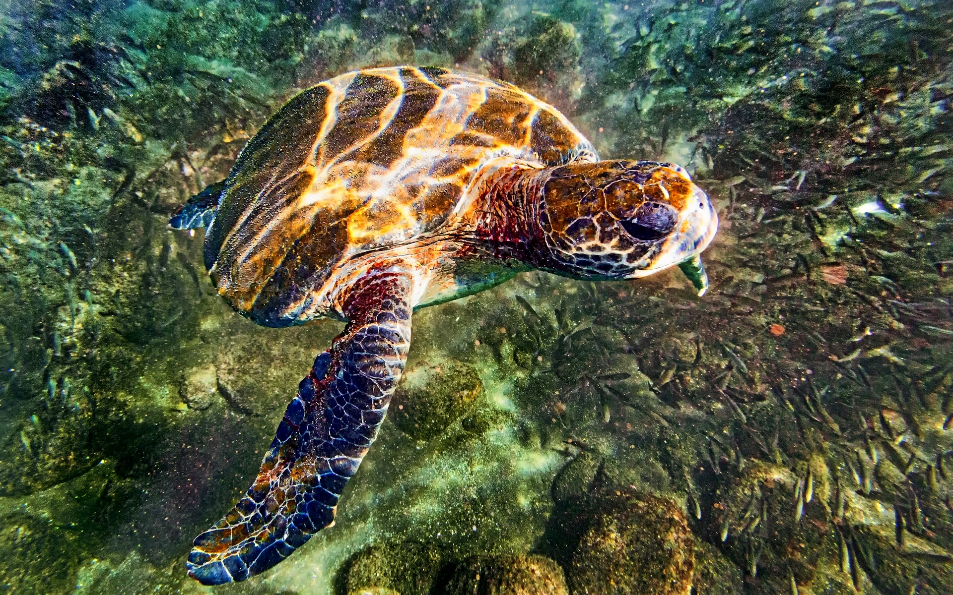 Обои вода, камни, море, черепаха, дно, подводный мир, water, stones, sea, turtle, the bottom, underwater world разрешение 1920x1200 Загрузить