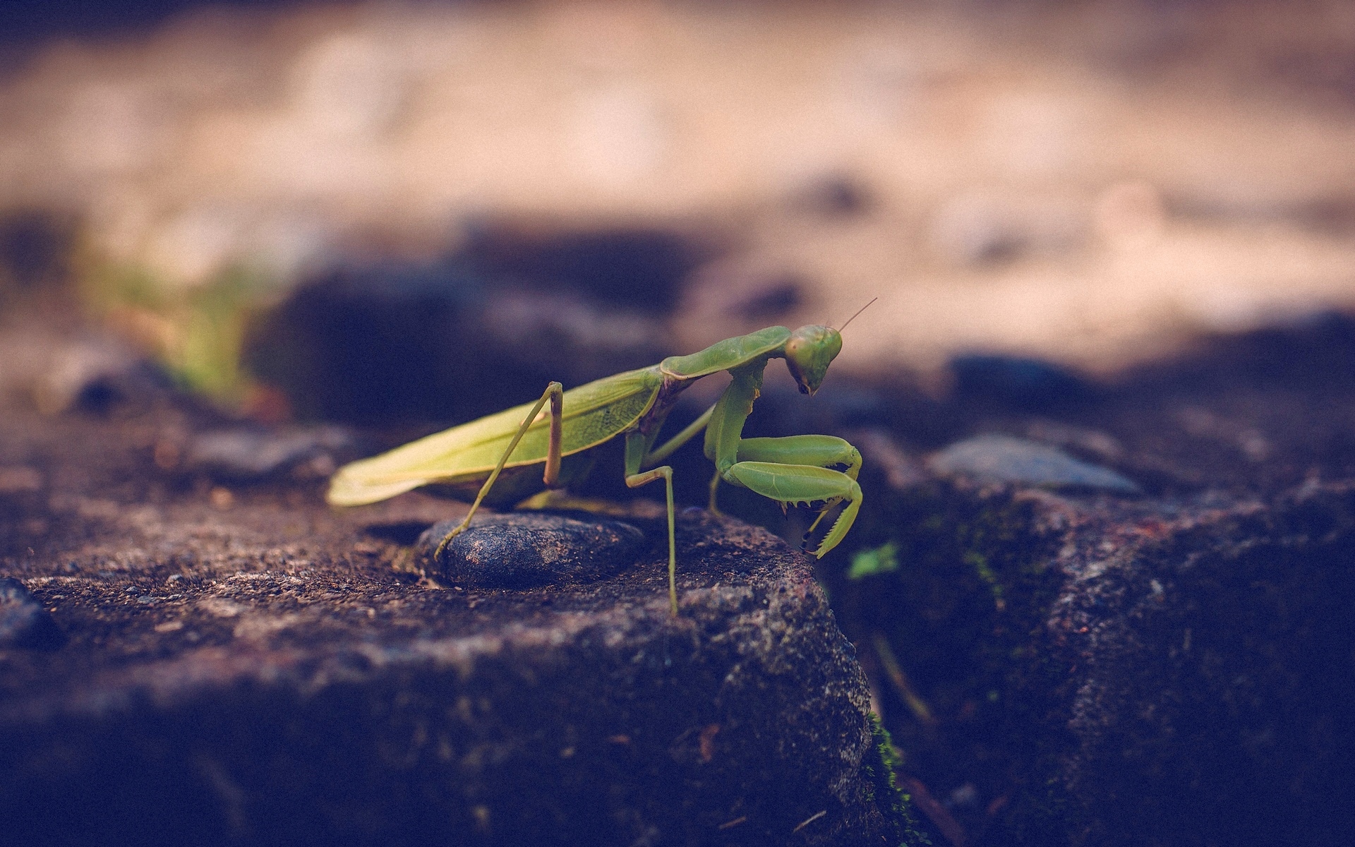 Обои зелёный, насекомое, богомол, лапки, green, insect, mantis, legs разрешение 1920x1200 Загрузить