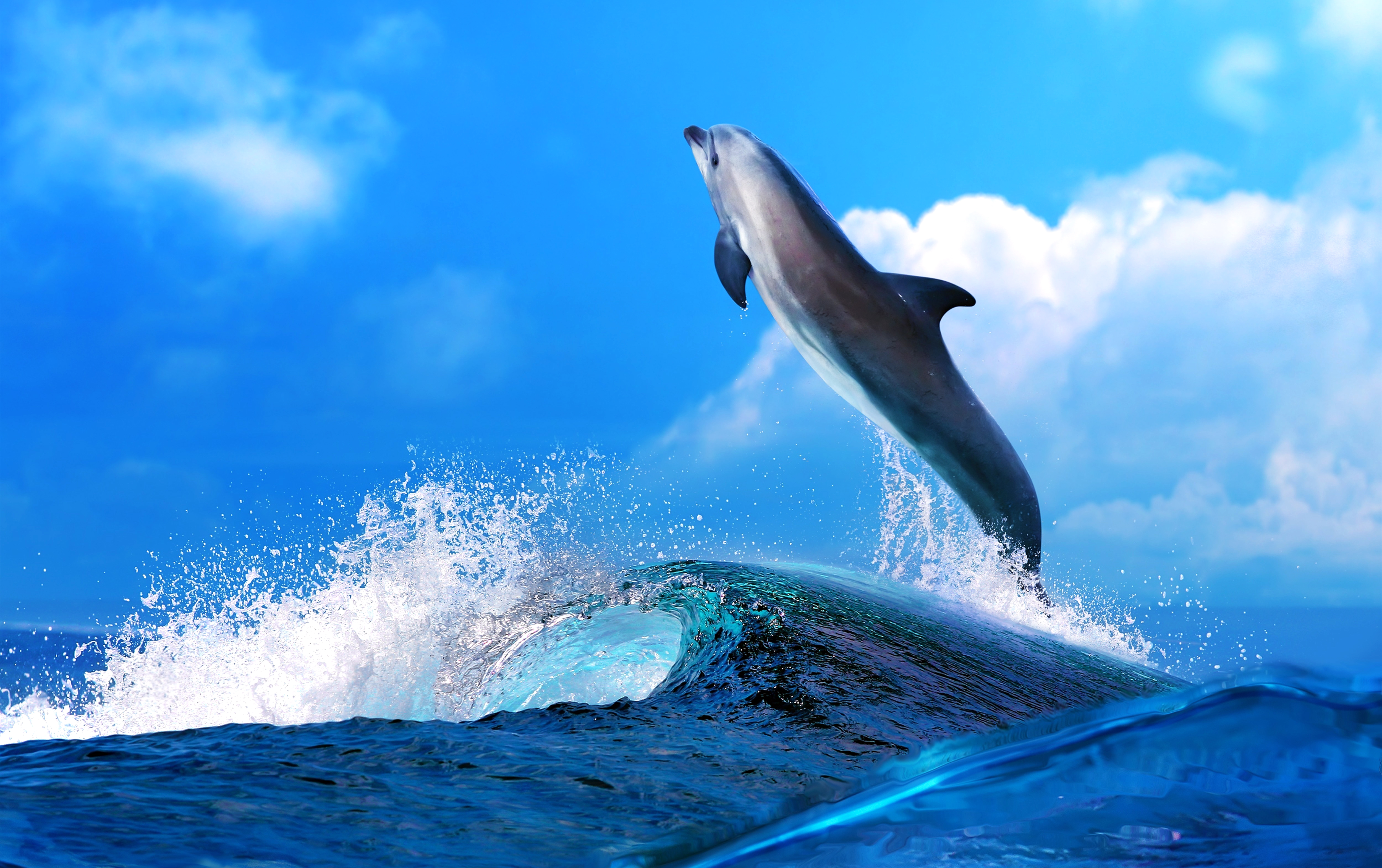 Бесплатный. Картинки на рабочий стол дельфины. Дельфин в море. Дельфины в океане. Фото дельфинов красивые в море.