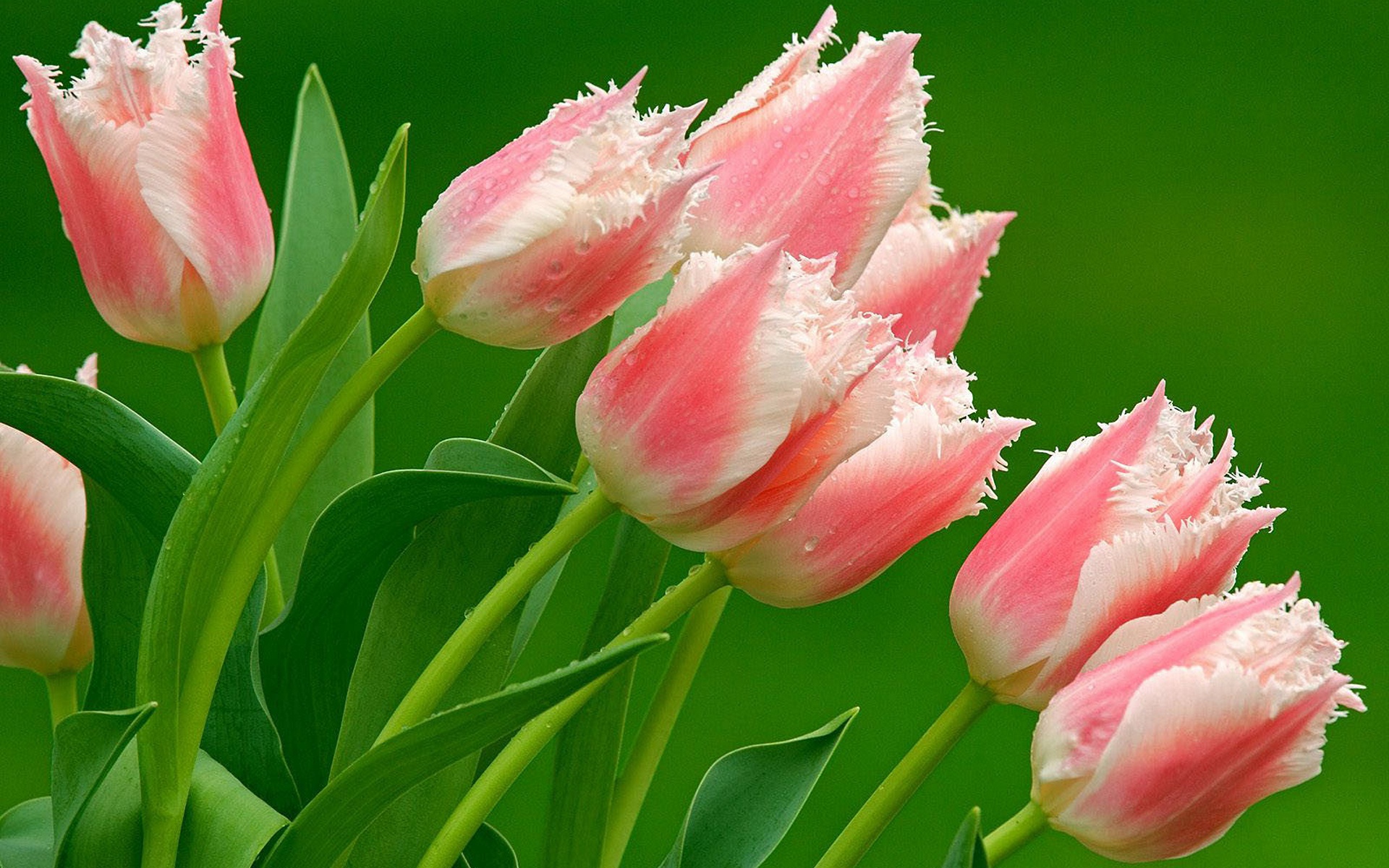 Обои цветы, природа, тюльпаны, розовые, flowers, nature, tulips, pink разрешение 1920x1200 Загрузить