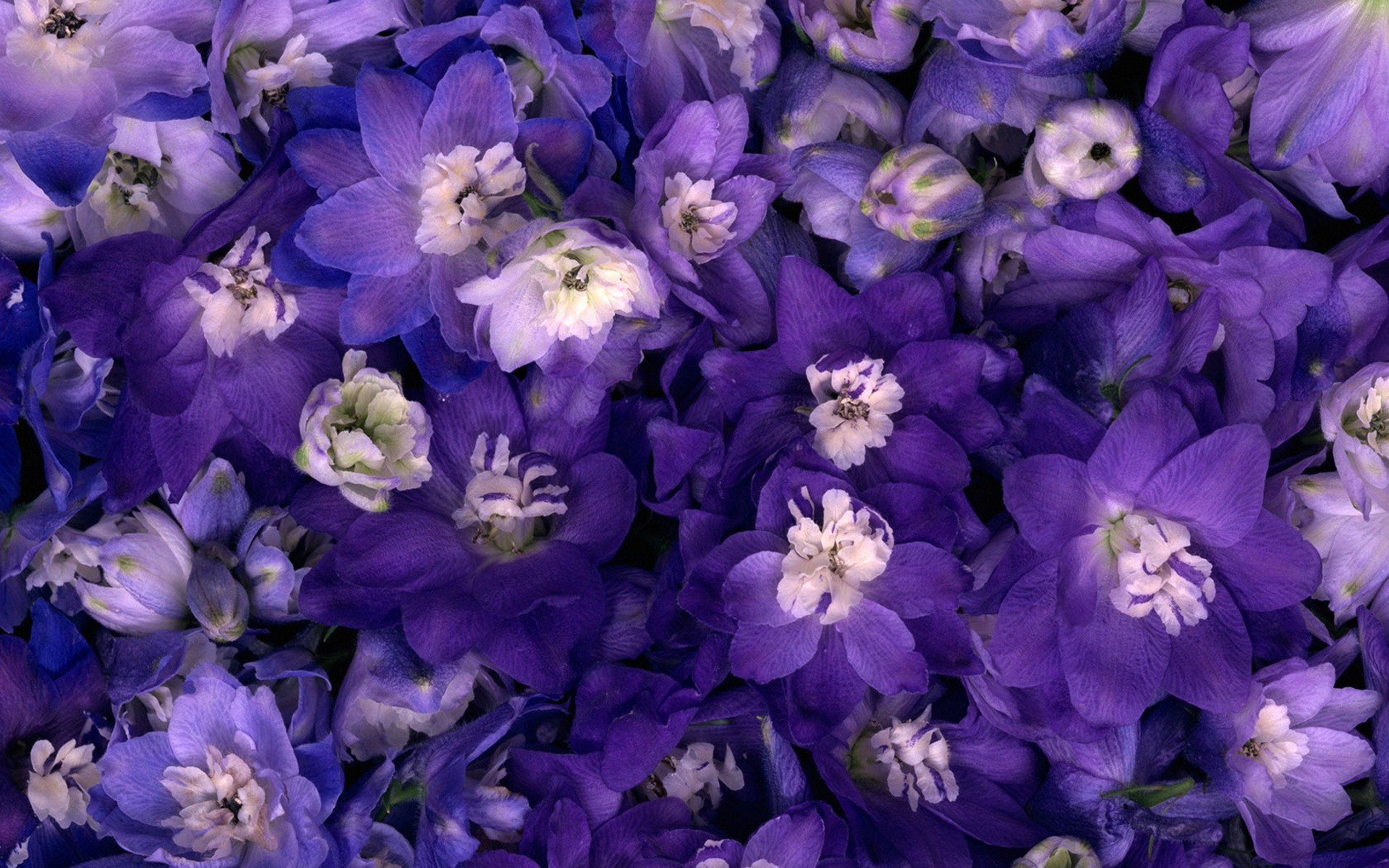 Обои цветы, макро, синие, нежные, фиолетовые, flowers, macro, blue, gentle, purple разрешение 1920x1200 Загрузить