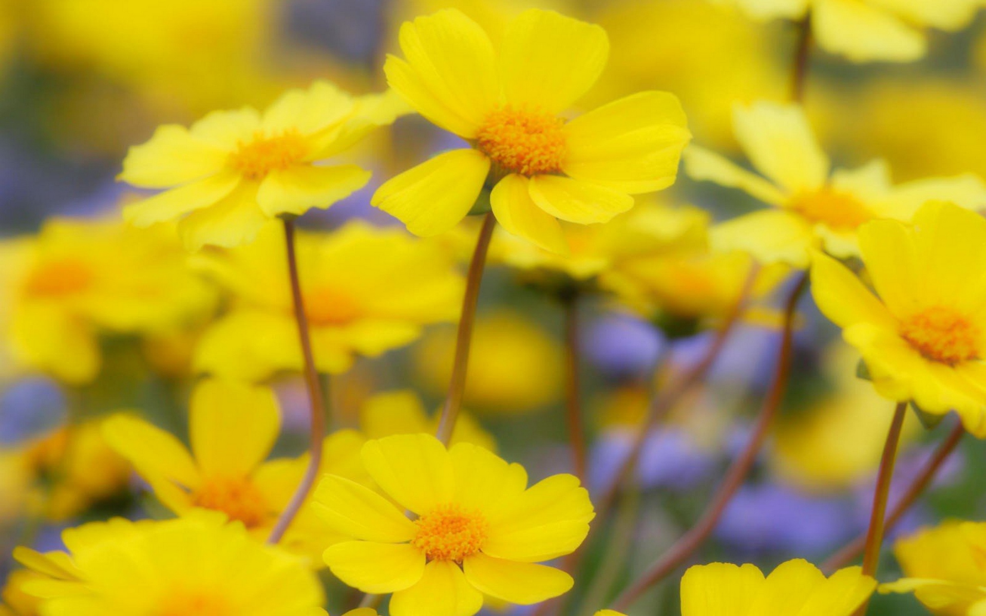 Обои цветы, полевые, желтые, весенние, flowers, field, yellow, spring разрешение 1920x1200 Загрузить