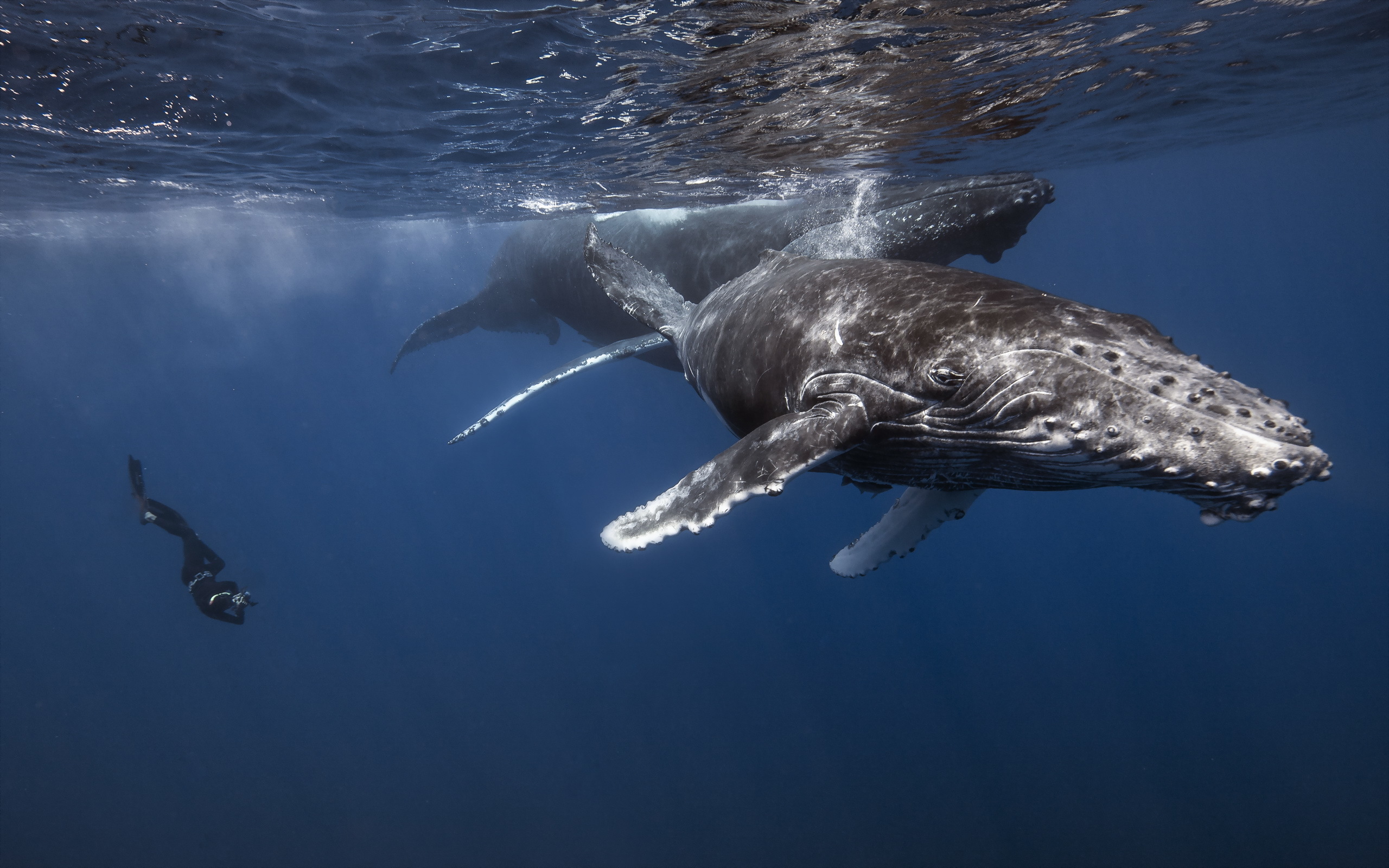 Я б поплыла в океан. Кит Горбач. Кит и аквалангист. Киты в океане. Подводный мир кит.