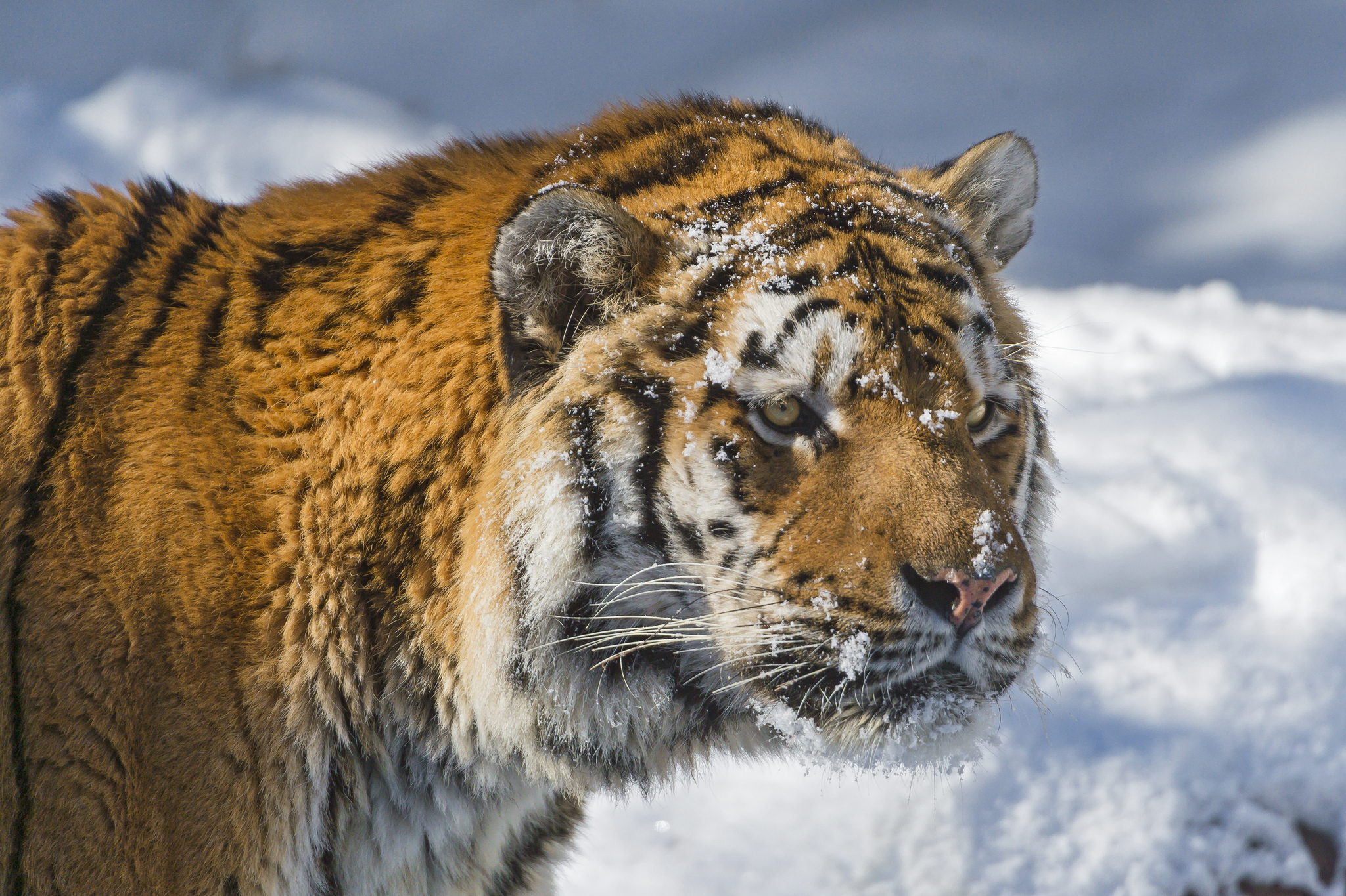 Обои тигр, морда, снег, зима, хищник, большая кошка, амурский тигр, tiger, face, snow, winter, predator, big cat, the amur tiger разрешение 2048x1365 Загрузить