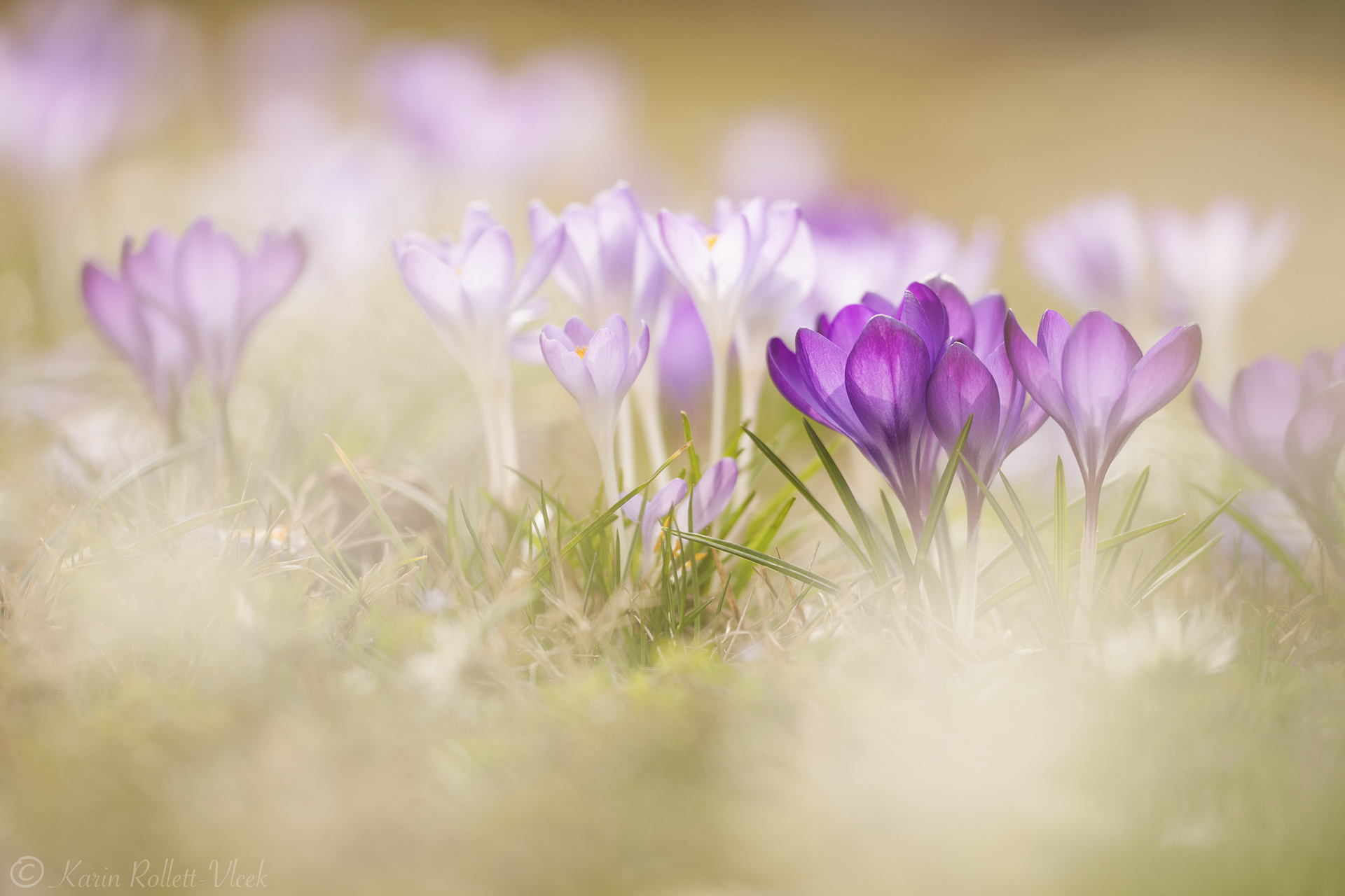 Обои цветы, трава, макро, весна, крокусы, боке, flowers, grass, macro, spring, crocuses, bokeh разрешение 1920x1280 Загрузить