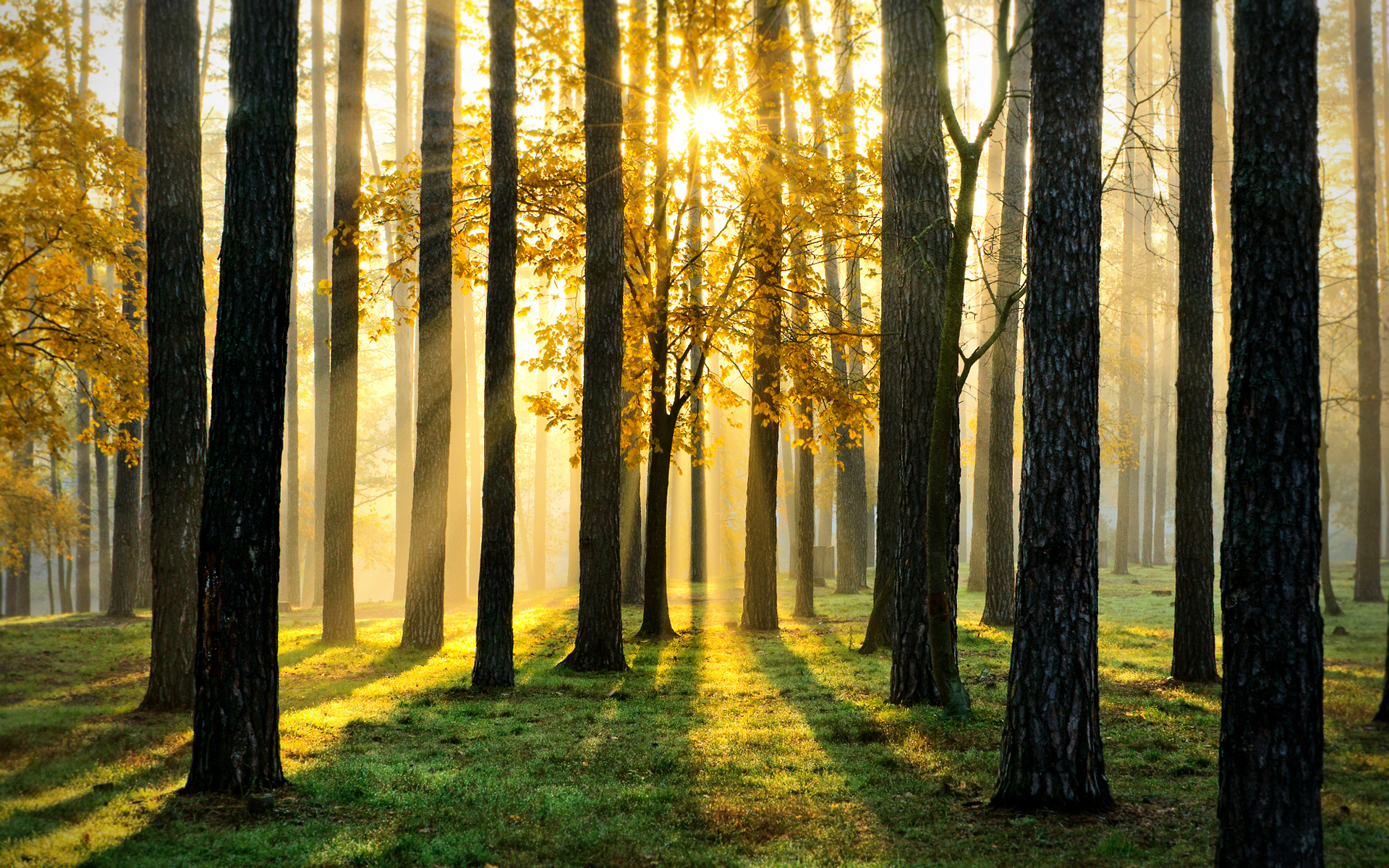 Обои свет, деревья, лес, пейзаж, light, trees, forest, landscape разрешение 1920x1200 Загрузить