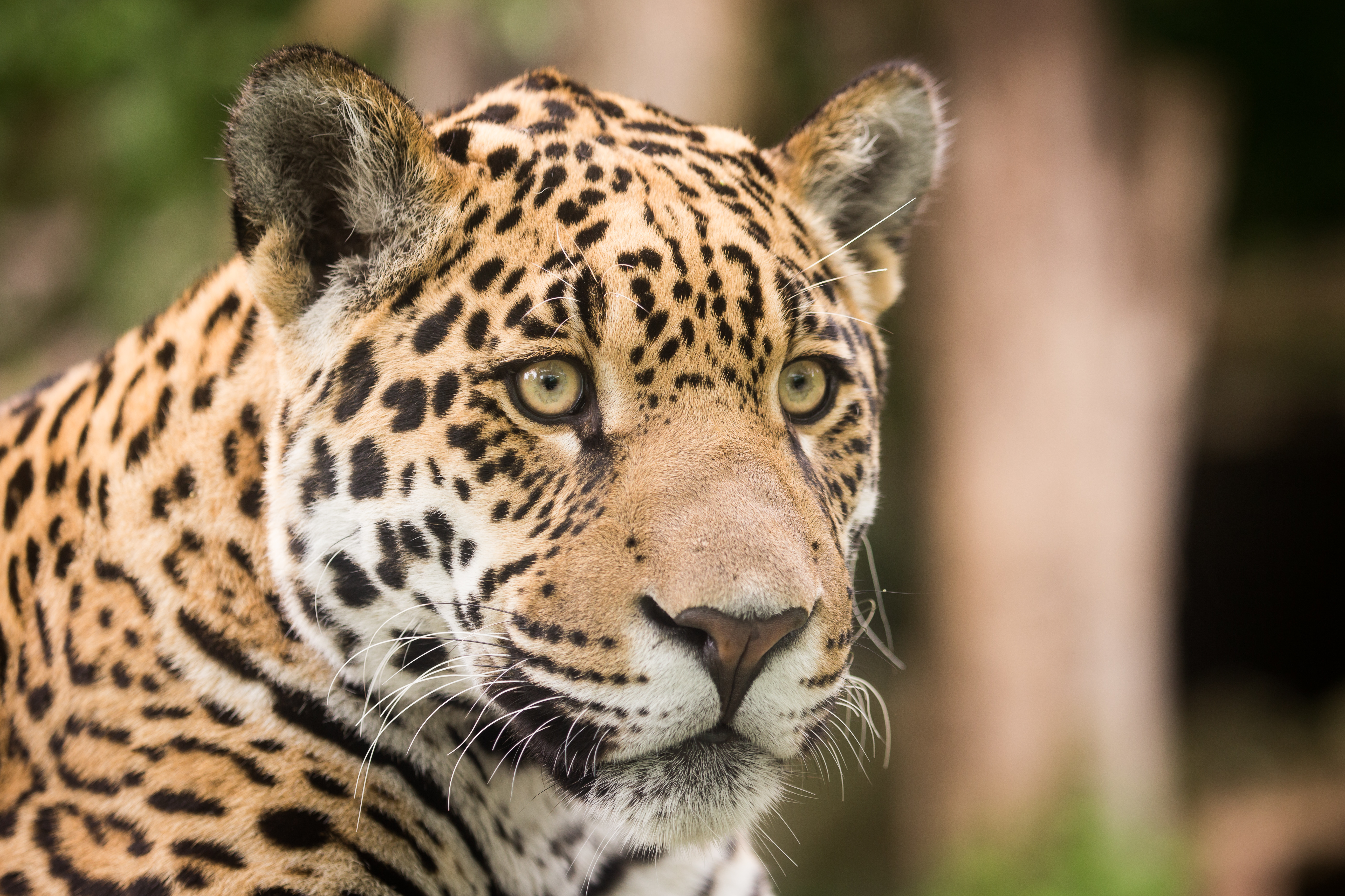 Happy face jaguar. Ягуар животное. Ягуар морда. Ягуар зверь. Ягуар обои.