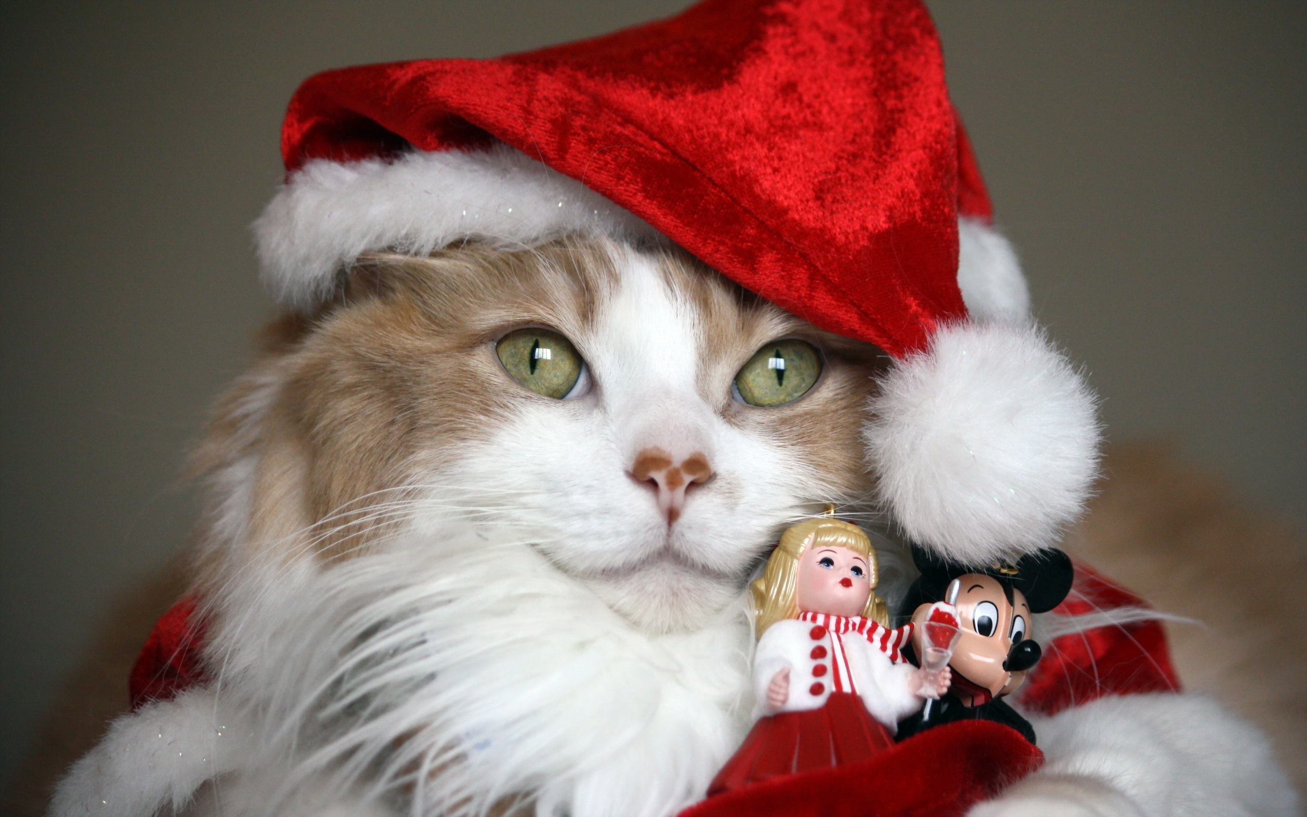Обои фон, кошка, шапка, праздник, киса, background, cat, hat, holiday, kitty разрешение 2560x1600 Загрузить