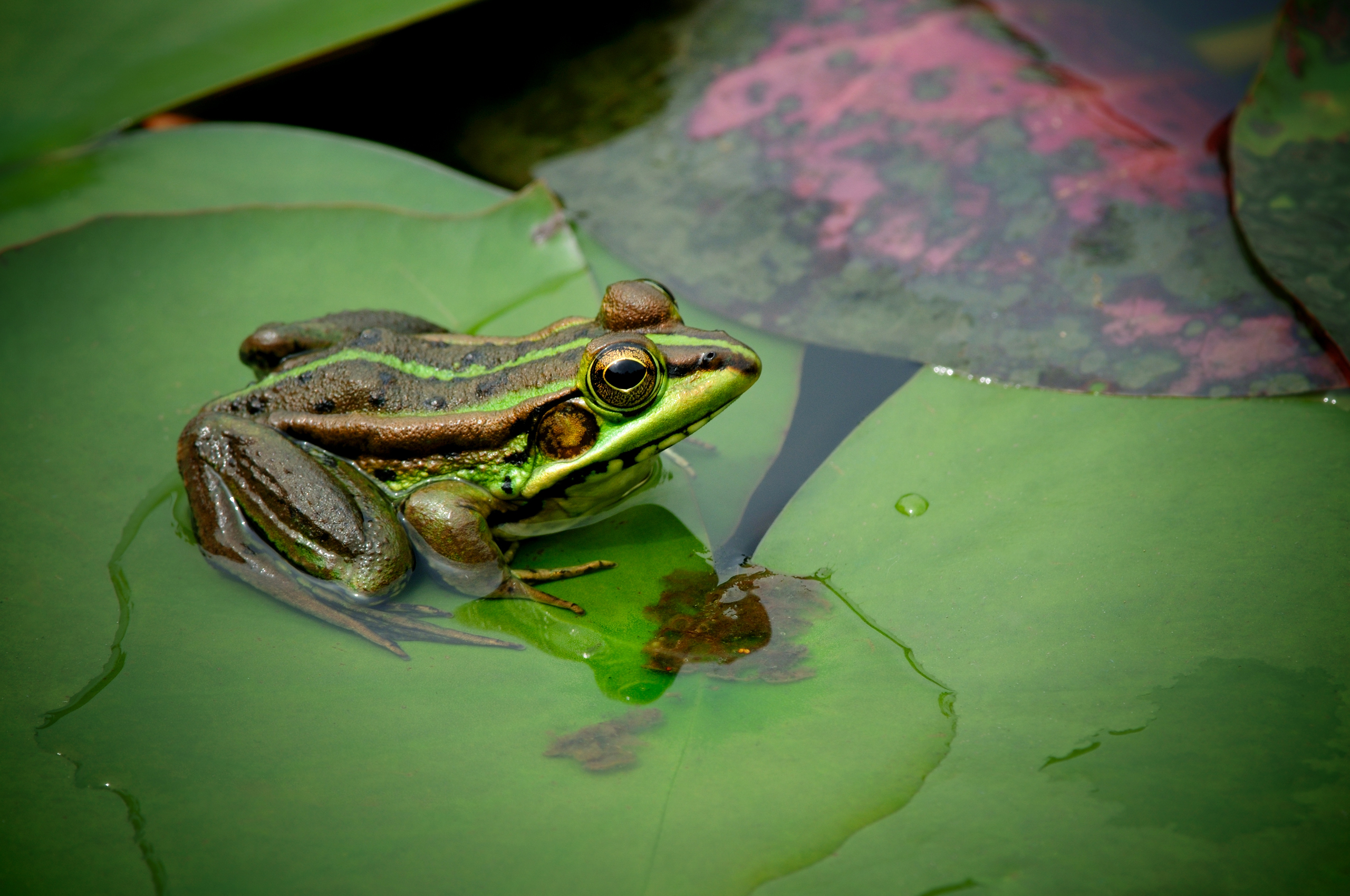 Обои глаза, листья, макро, водоем, лягушка, eyes, leaves, macro, pond, frog разрешение 2560x1700 Загрузить