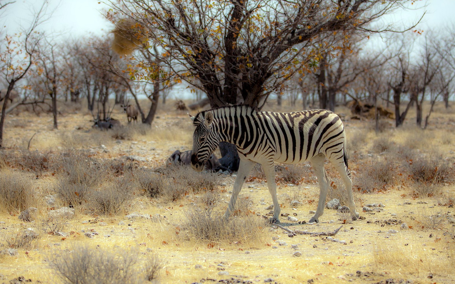 Обои природа, зебра, африка, nature, zebra, africa разрешение 1920x1200 Загрузить