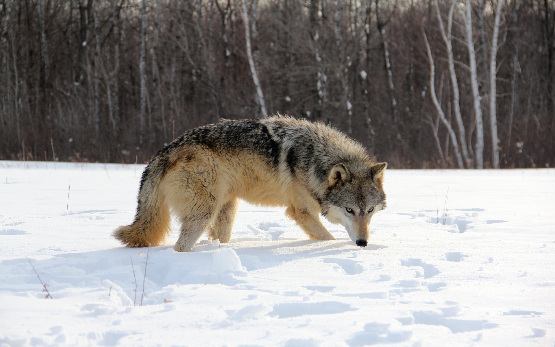 Что тех мест голодный рыскал волк. Волк Забайкальского края. Волк зимой. Волк в зимнем лесу. Волк в снегу.