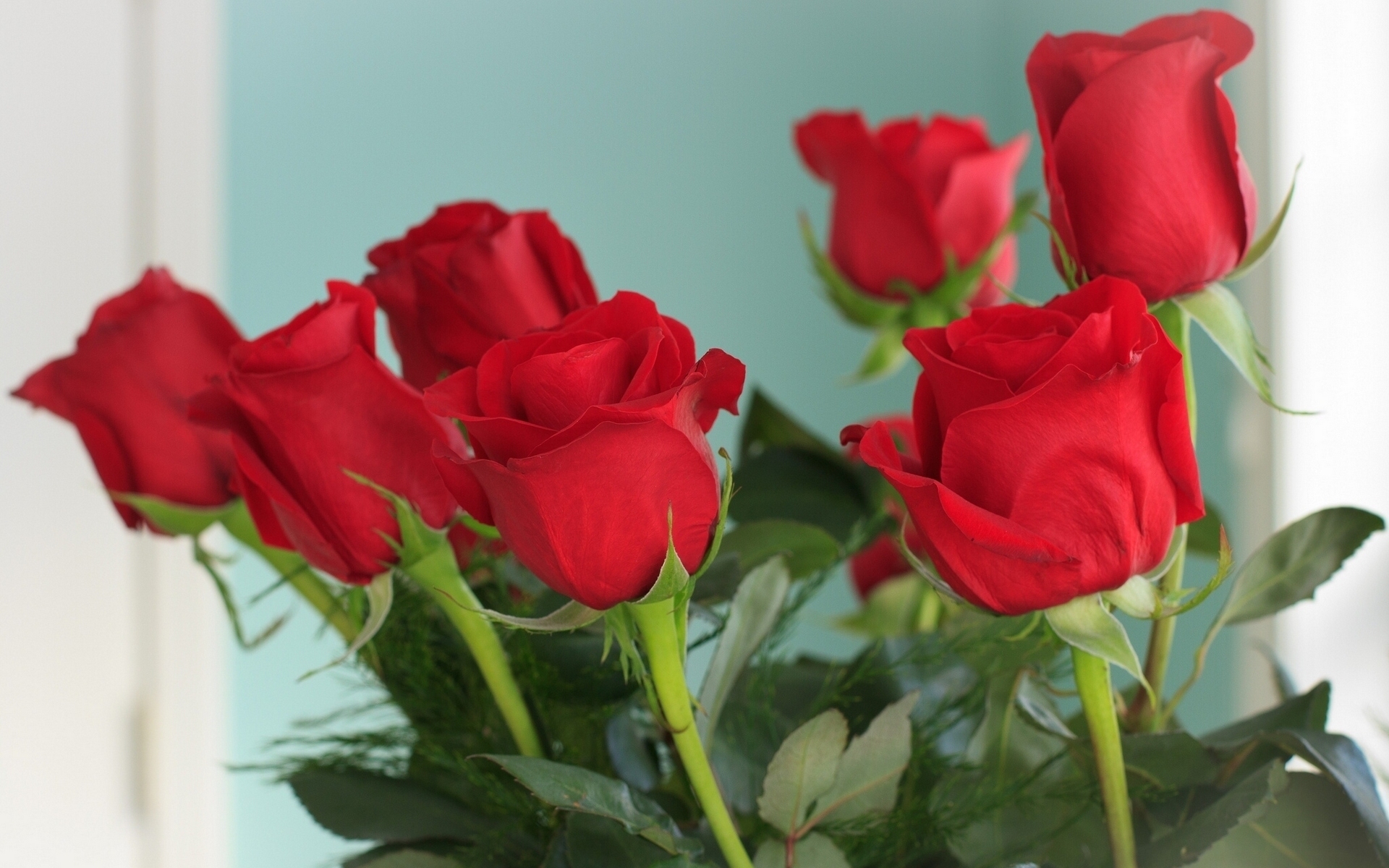 Обои цветы, бутоны, розы, красные, букет, flowers, buds, roses, red, bouquet разрешение 1920x1200 Загрузить