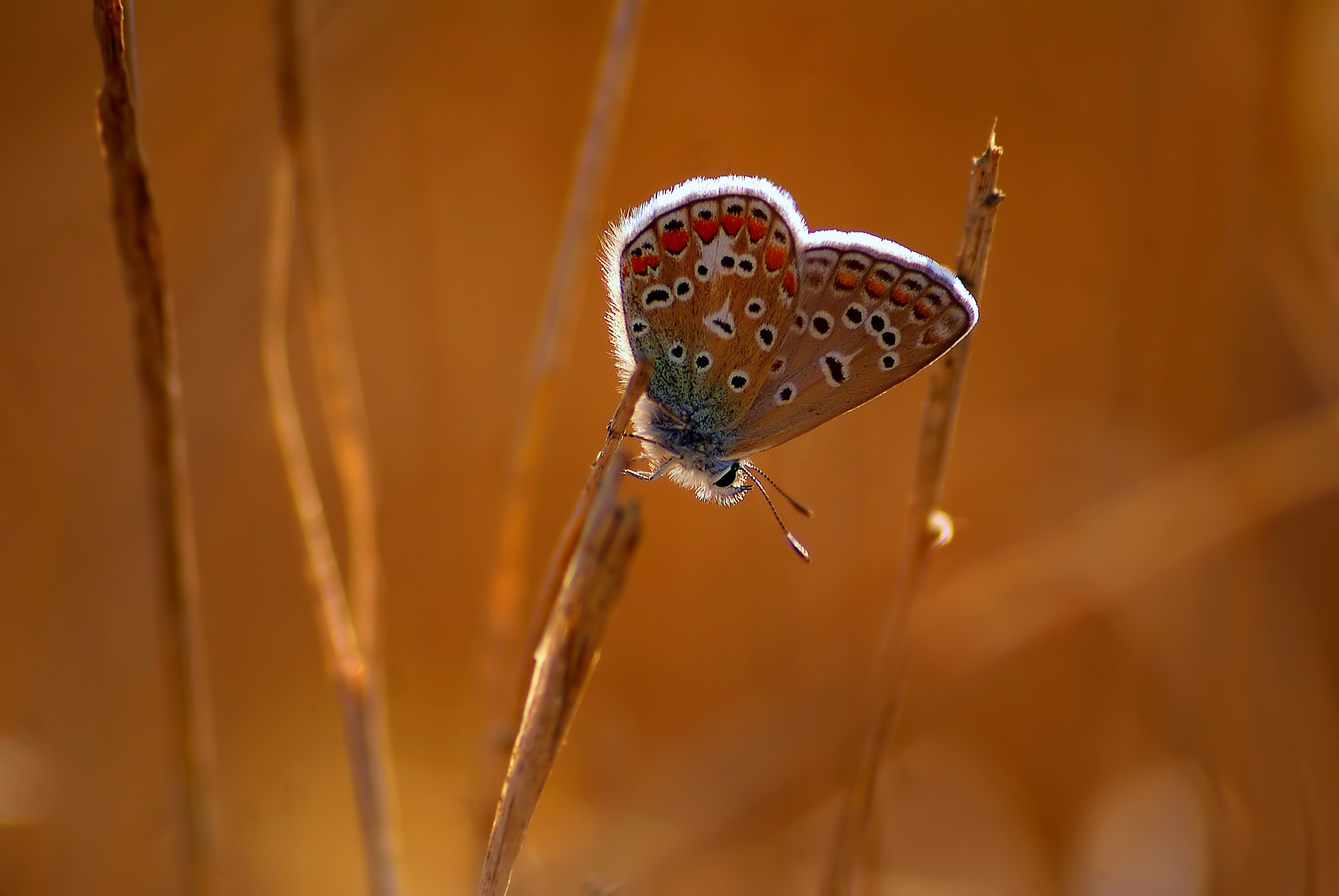 Обои трава, природа, макро, насекомое, фон, бабочка, стебель, grass, nature, macro, insect, background, butterfly, stem разрешение 3872x2592 Загрузить