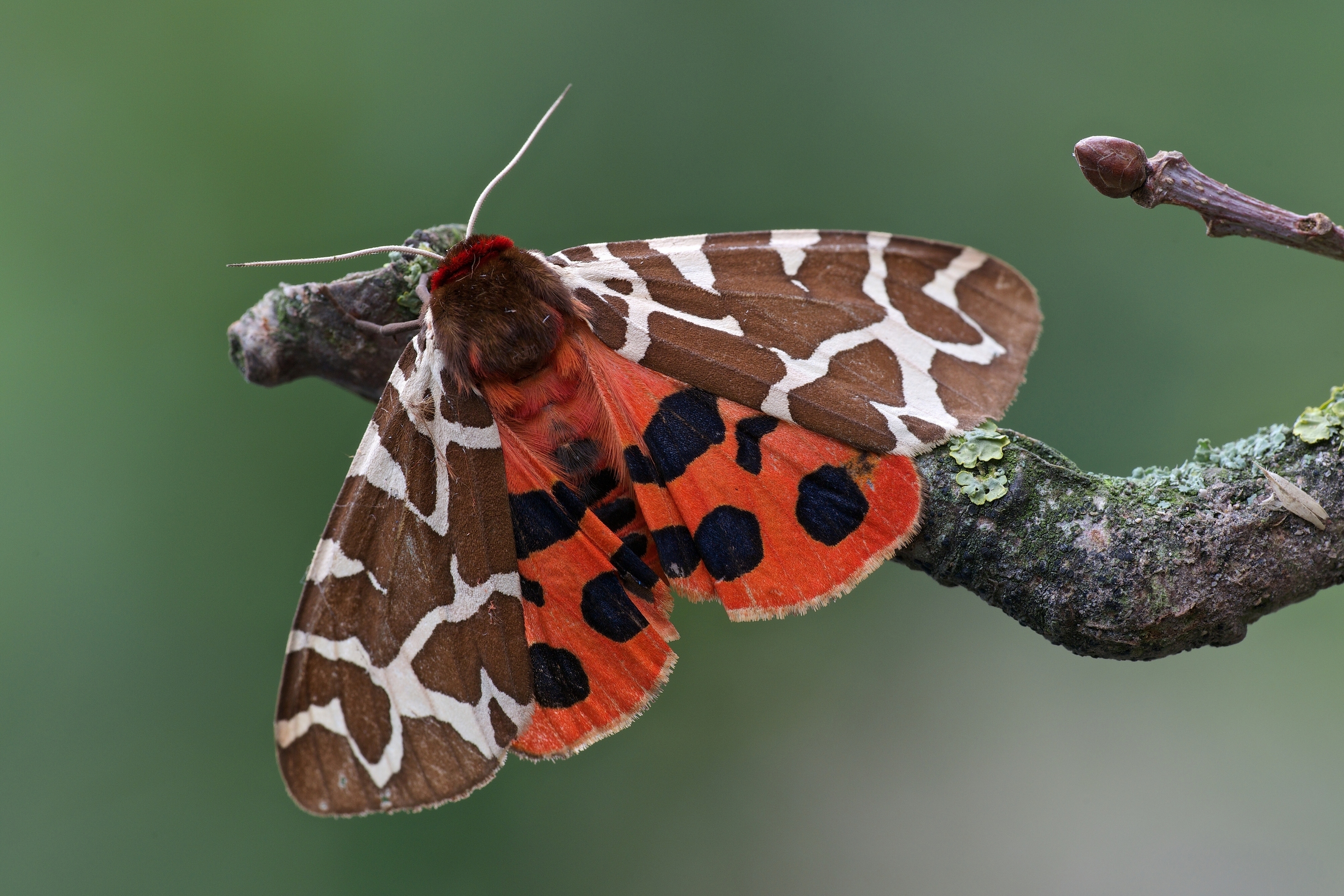 Обои ветка, макро, насекомое, бабочка, моль, медведица-кайя, branch, macro, insect, butterfly, mol, bear-kaya разрешение 3200x2134 Загрузить