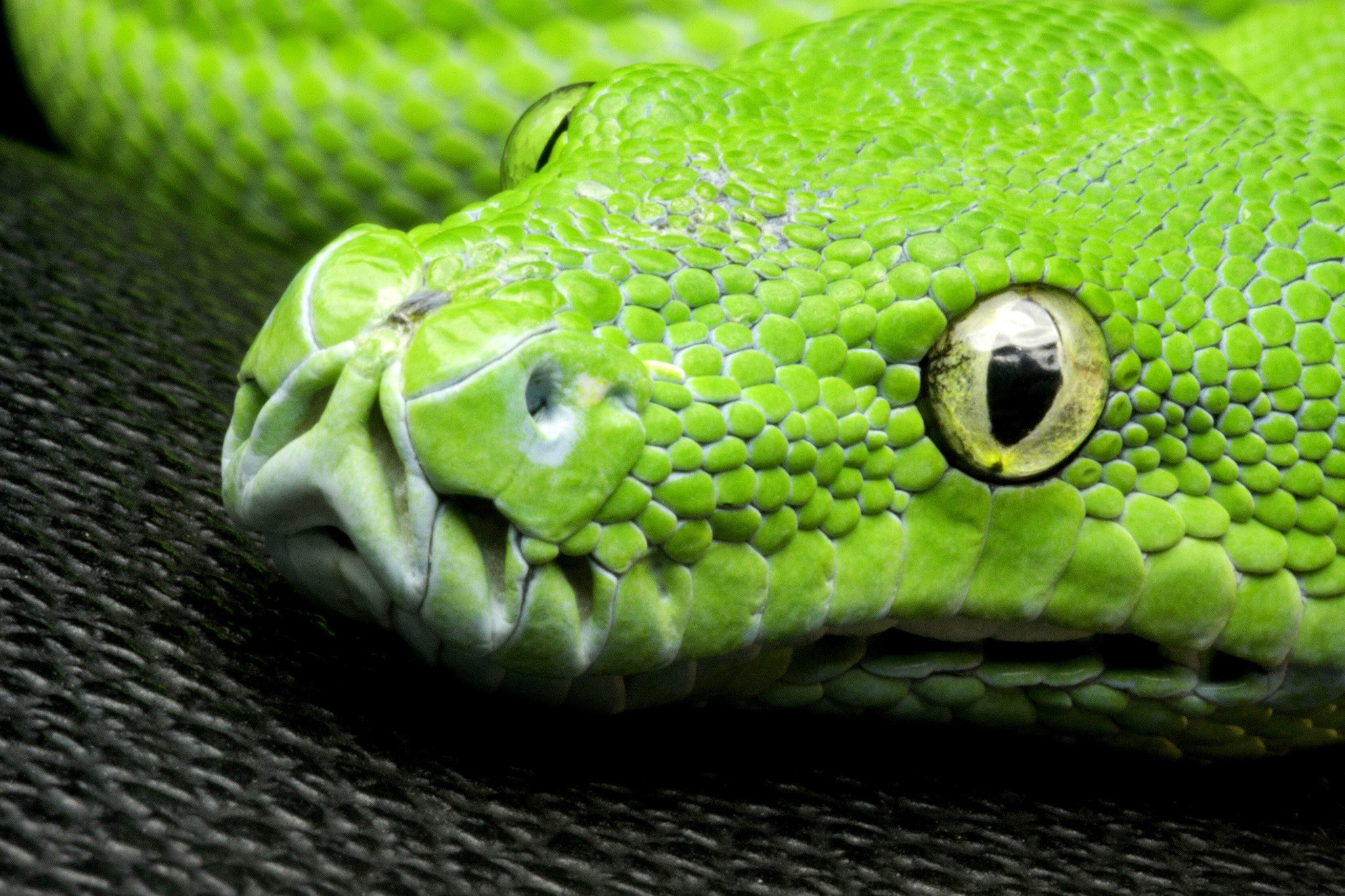 Большие зеленые змеи. Змея питон зеленый. Собакоголовый питон. Зелёный питон пресмыкающиеся?. Грин Снейк.