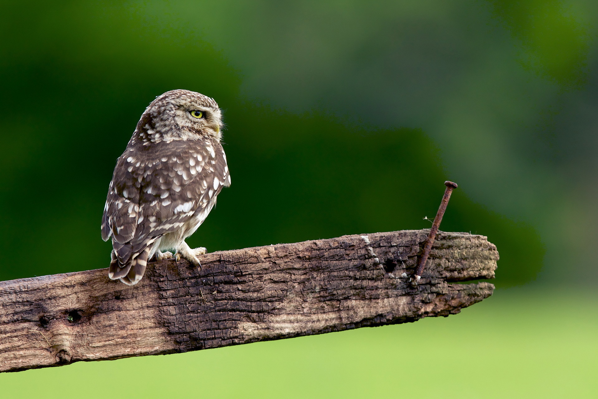 Обои сова, природа, доска, гвоздь, птица, перья, сыч, owl, nature, board, nail, bird, feathers разрешение 1920x1280 Загрузить