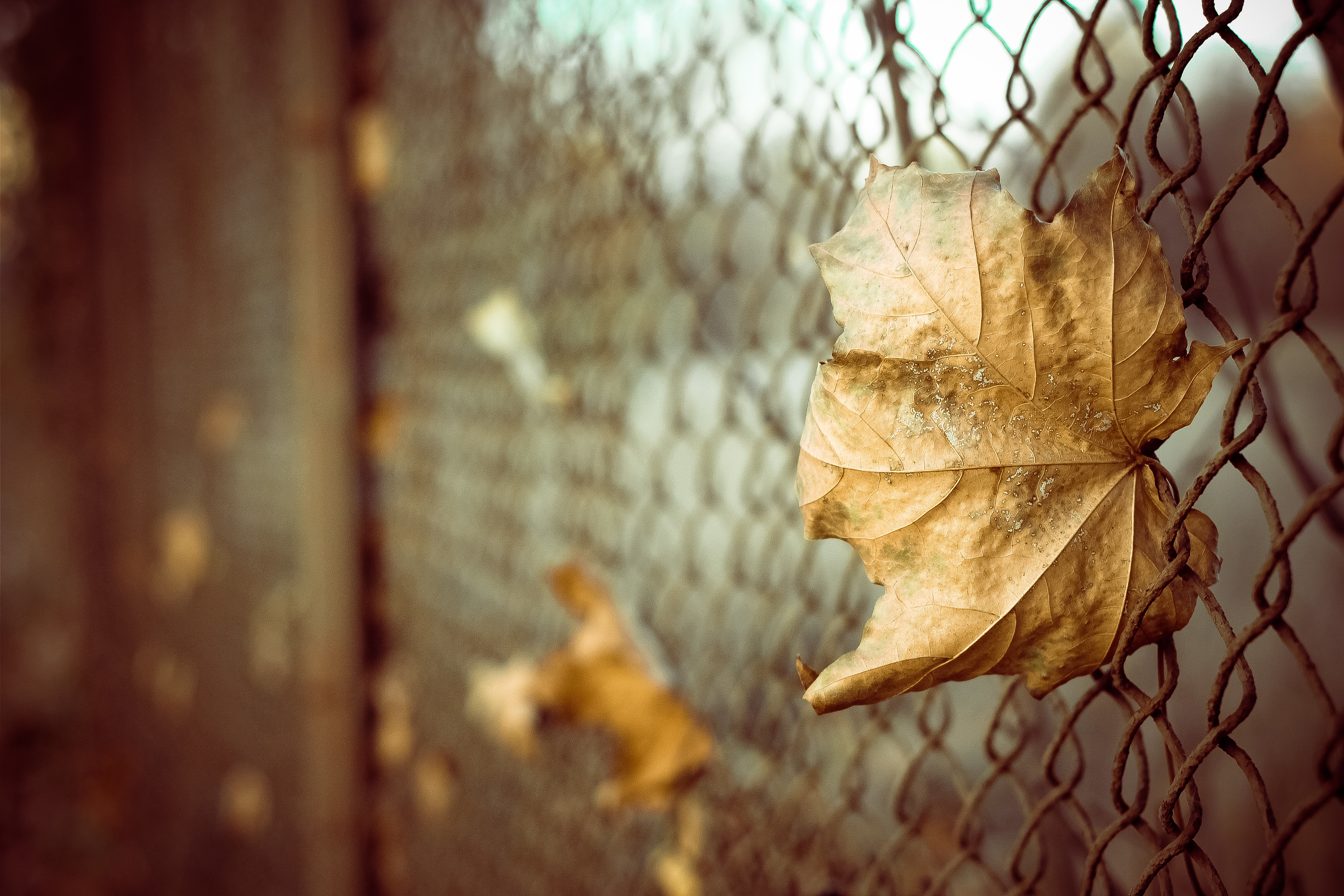 Осень, забор, листья бесплатно