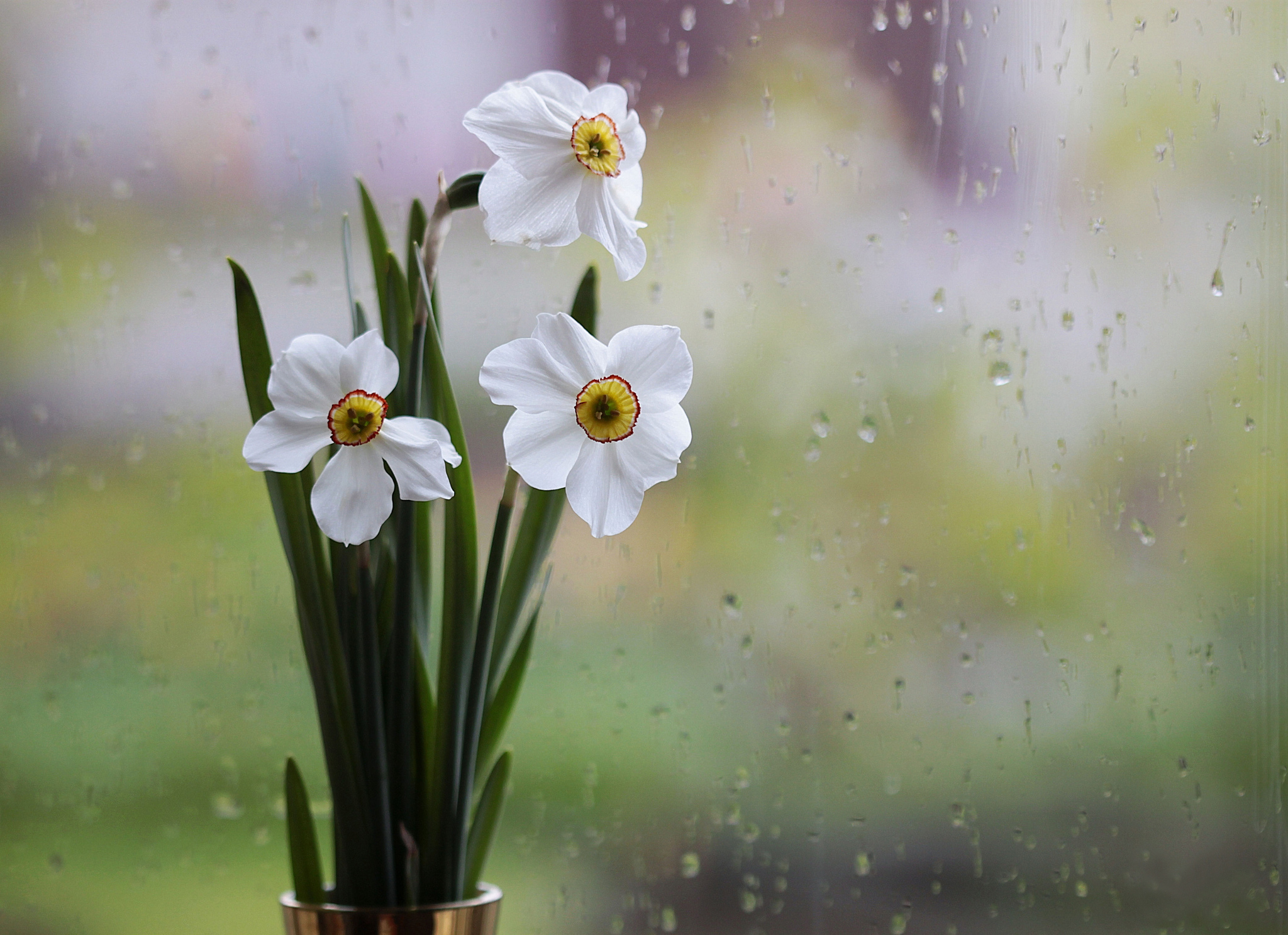 Цветы капли дождь белые цветы скачать
