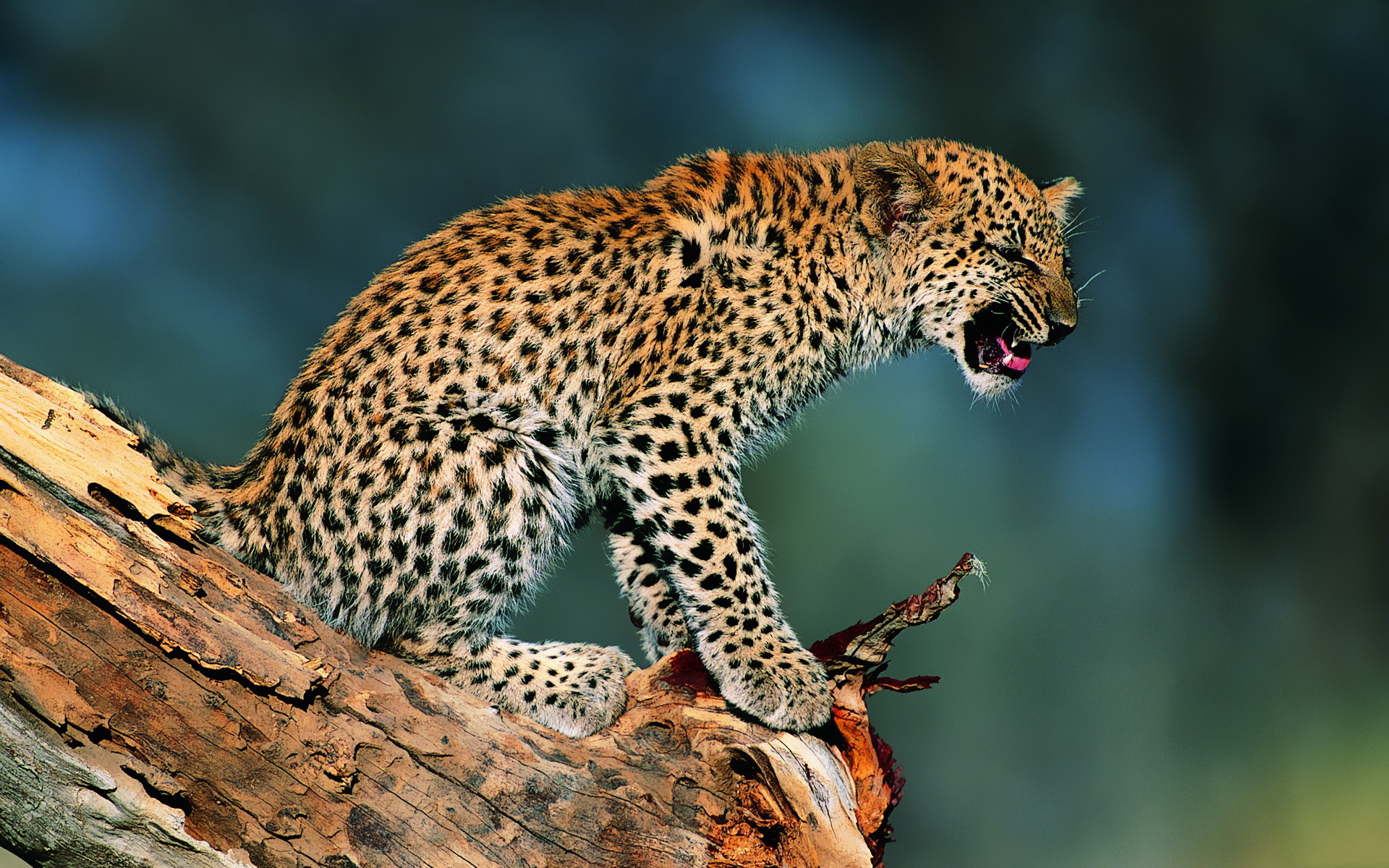 леопард детеныш бревно животное природа скачать