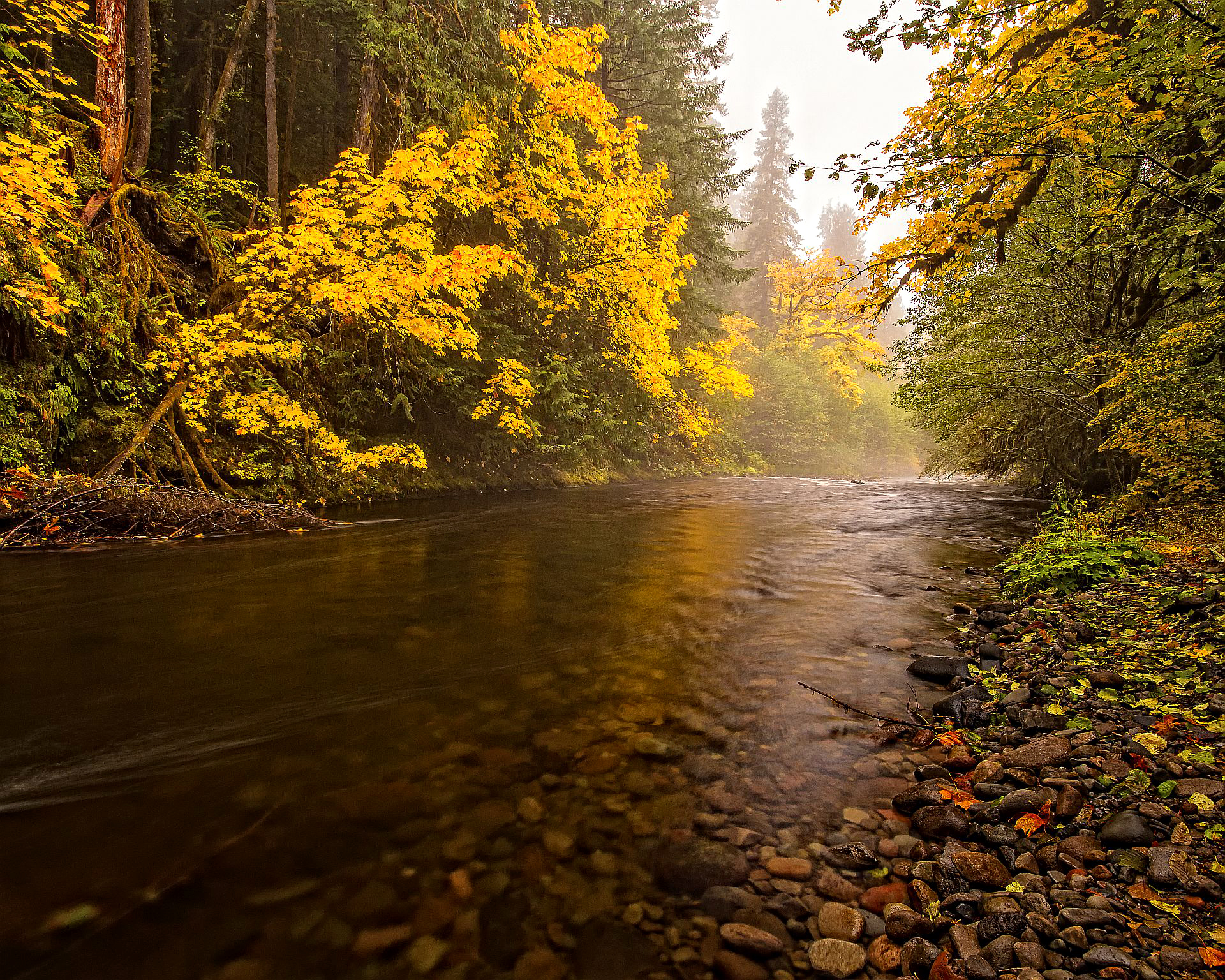 природа деревья река лес осень без смс
