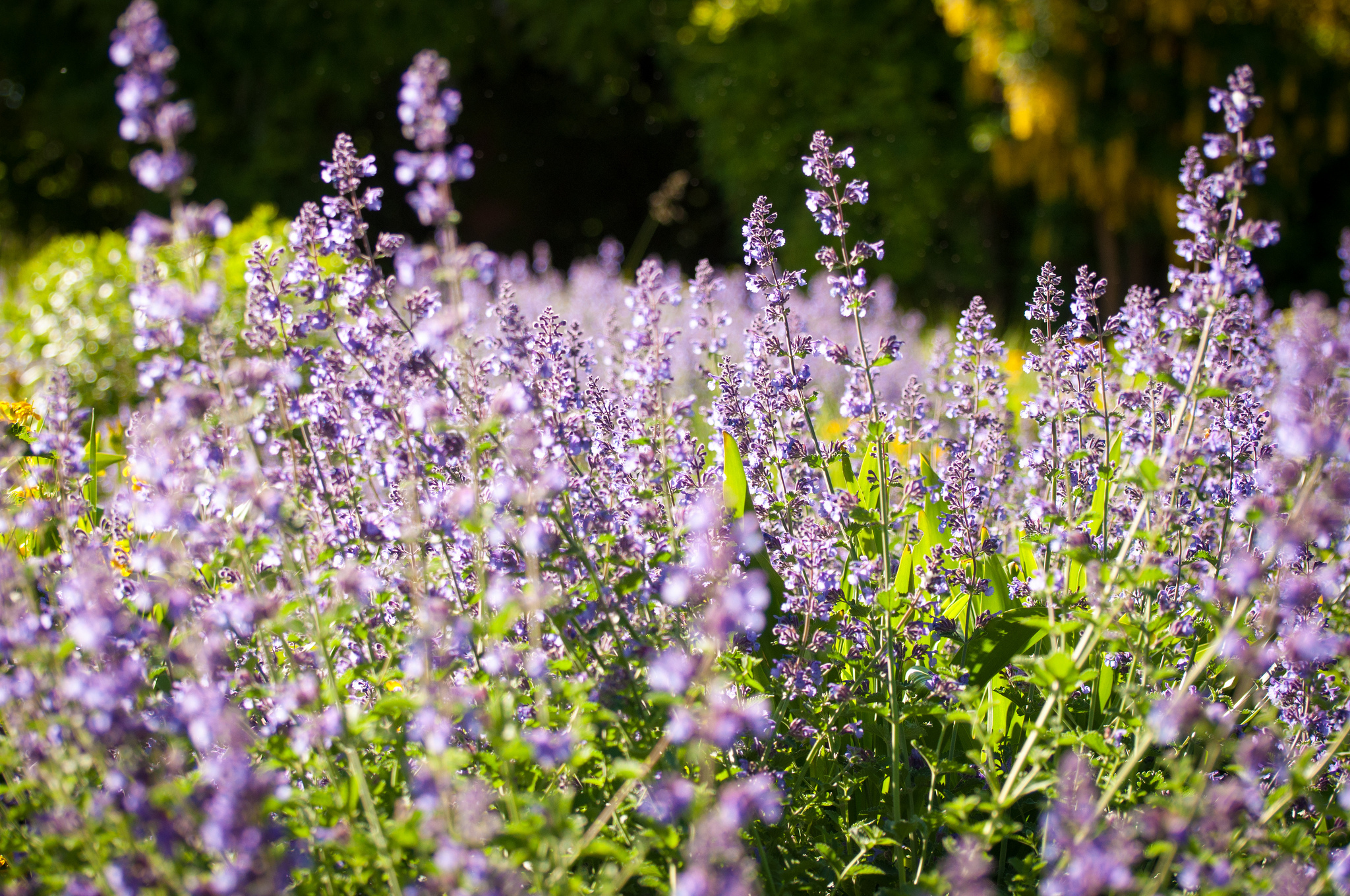Обои цветы, природа, поле, лаванда, луг, flowers, nature, field, lavender, meadow разрешение 2048x1360 Загрузить