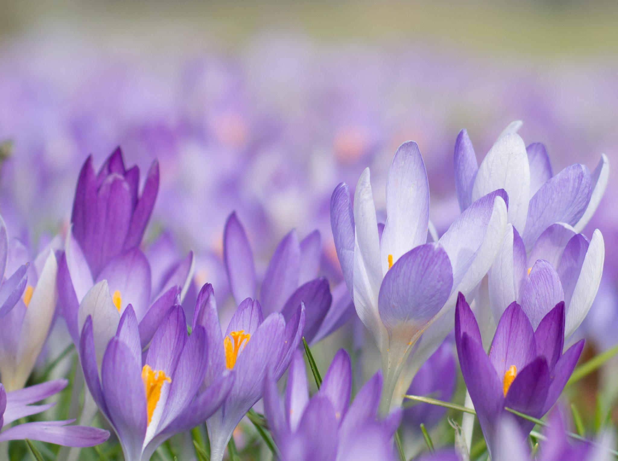 Фон первоцветы. Первоцветы крокусы. Крокус фиолетовый первоцвет. Крокус Шафран весенний. Пролески, подснежники, крокусы.