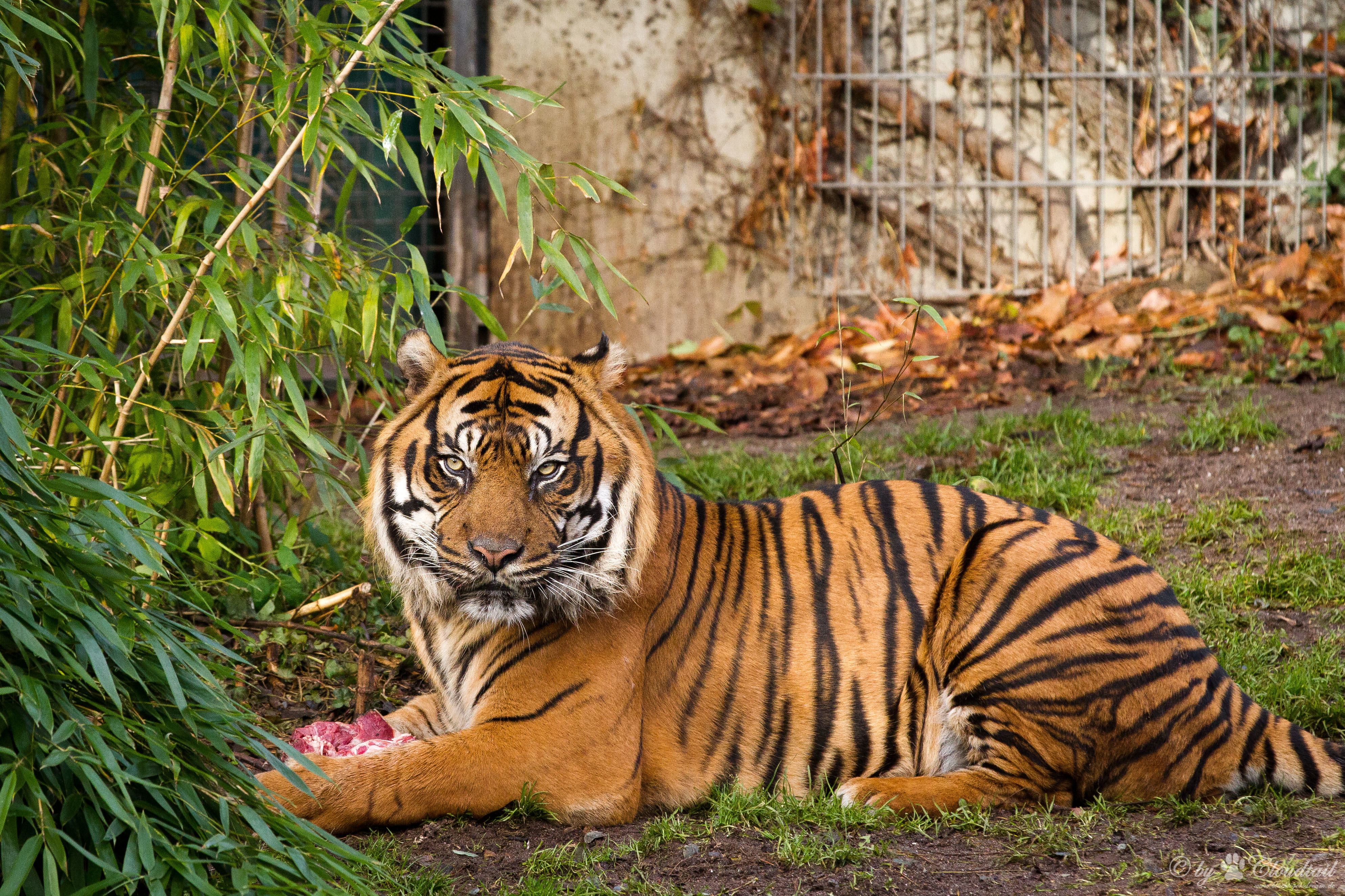 природа животные тигр nature animals tiger загрузить