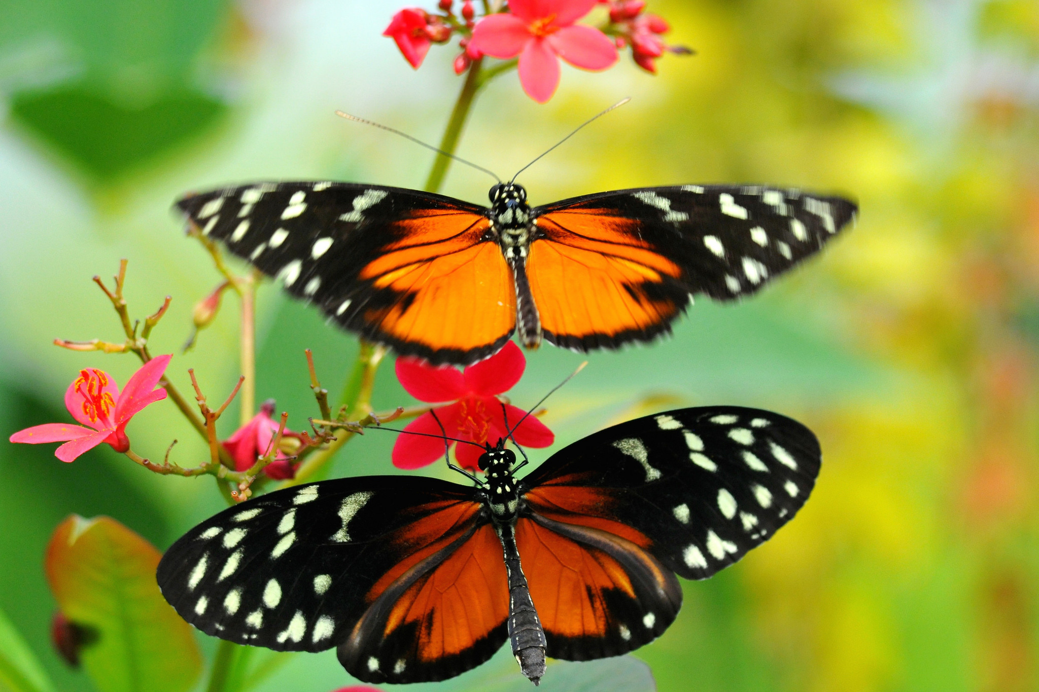 Обои макро, цветок, насекомые, бабочки, macro, flower, insects, butterfly разрешение 2048x1365 Загрузить