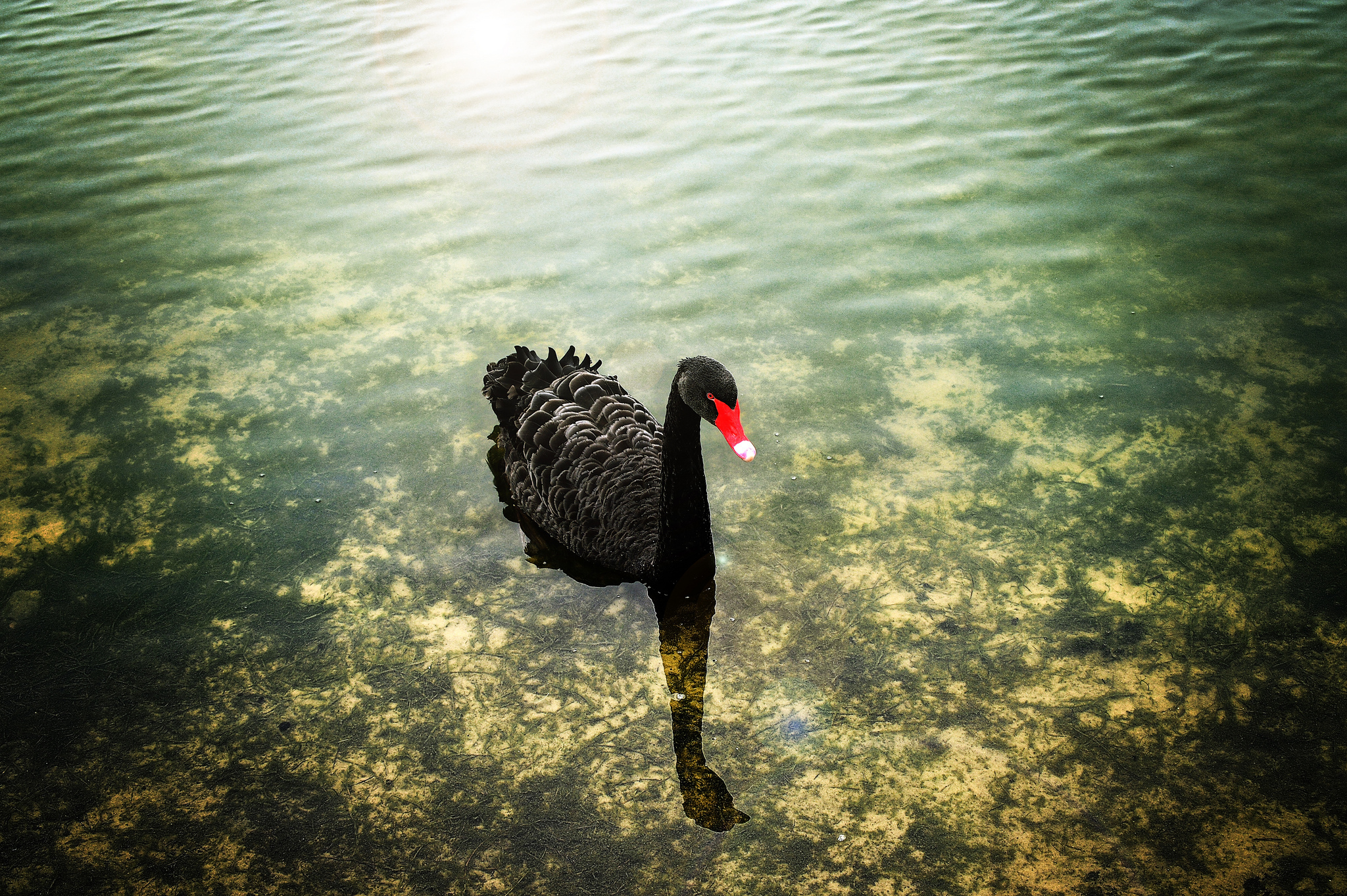 Обои вода, черный, птицы, лебедь, water, black, birds, swan разрешение 2048x1363 Загрузить