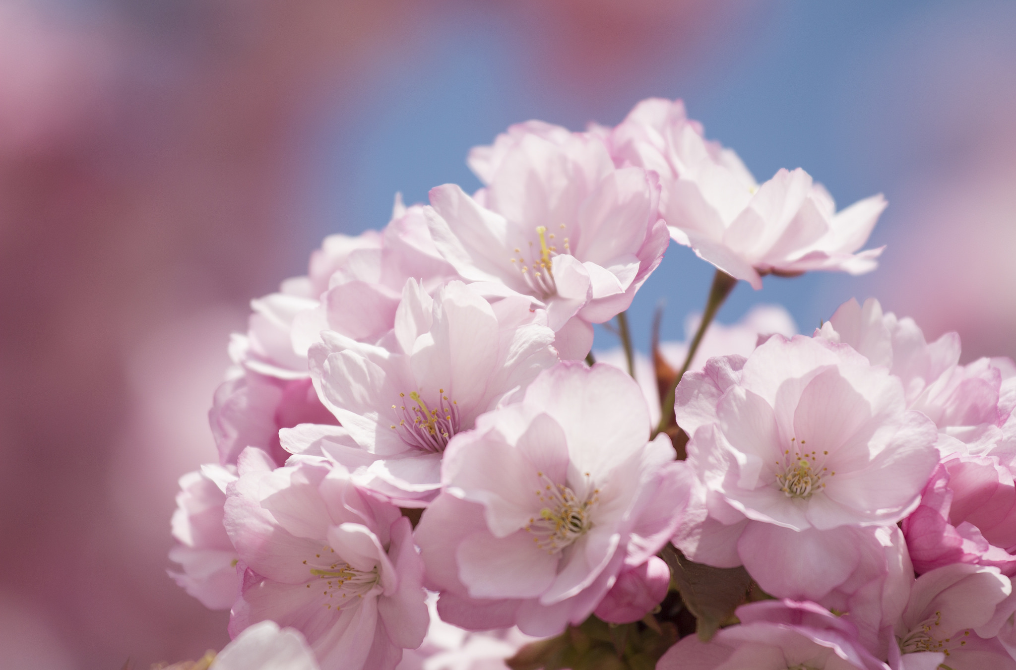 Обои цветы, цветение, весна, сакура, flowers, flowering, spring, sakura разрешение 2048x1351 Загрузить