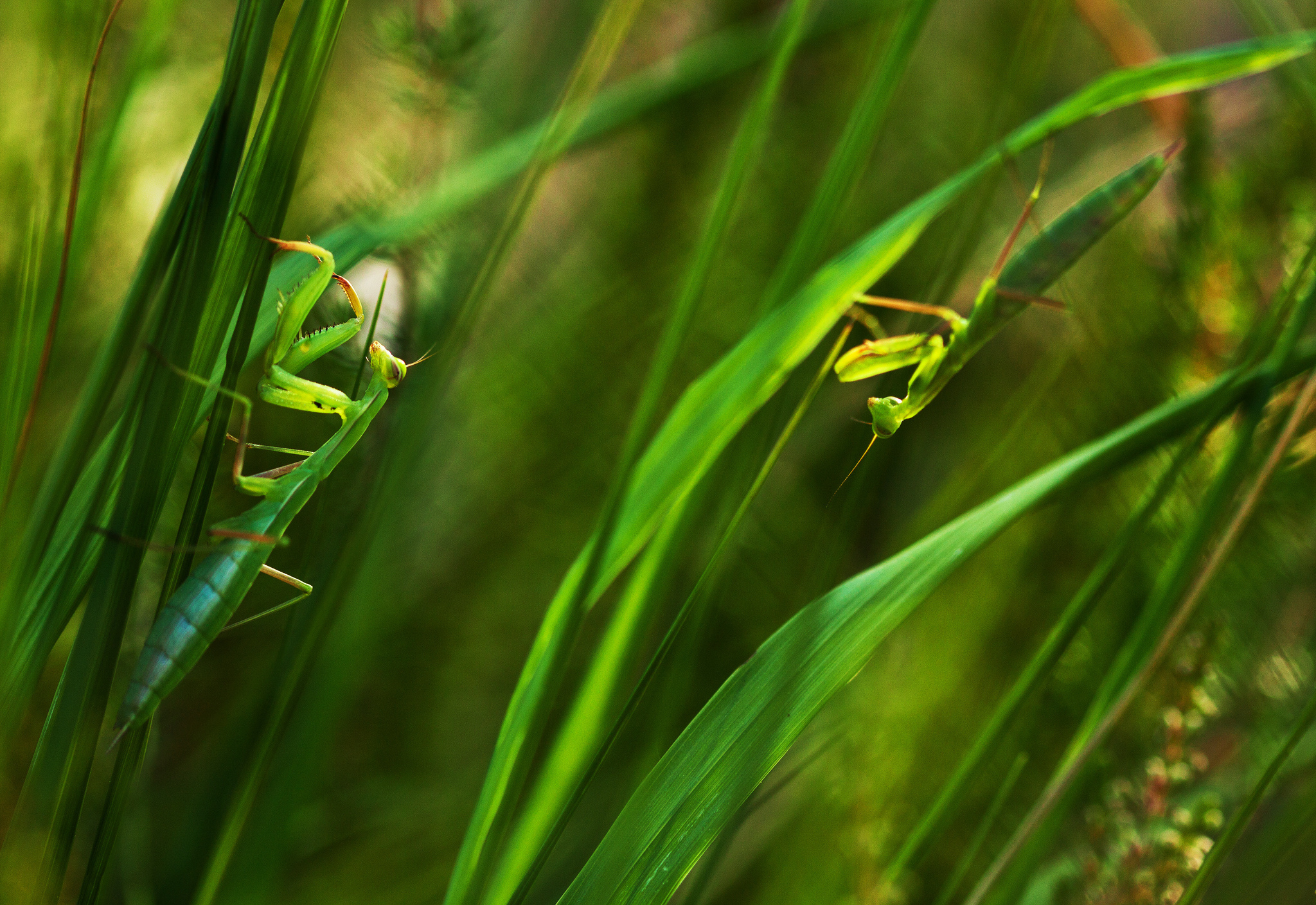Природа богомол. Богомол зеленый. Зеленое насекомое. Богомол в траве. Насекомые прячутся в траве.