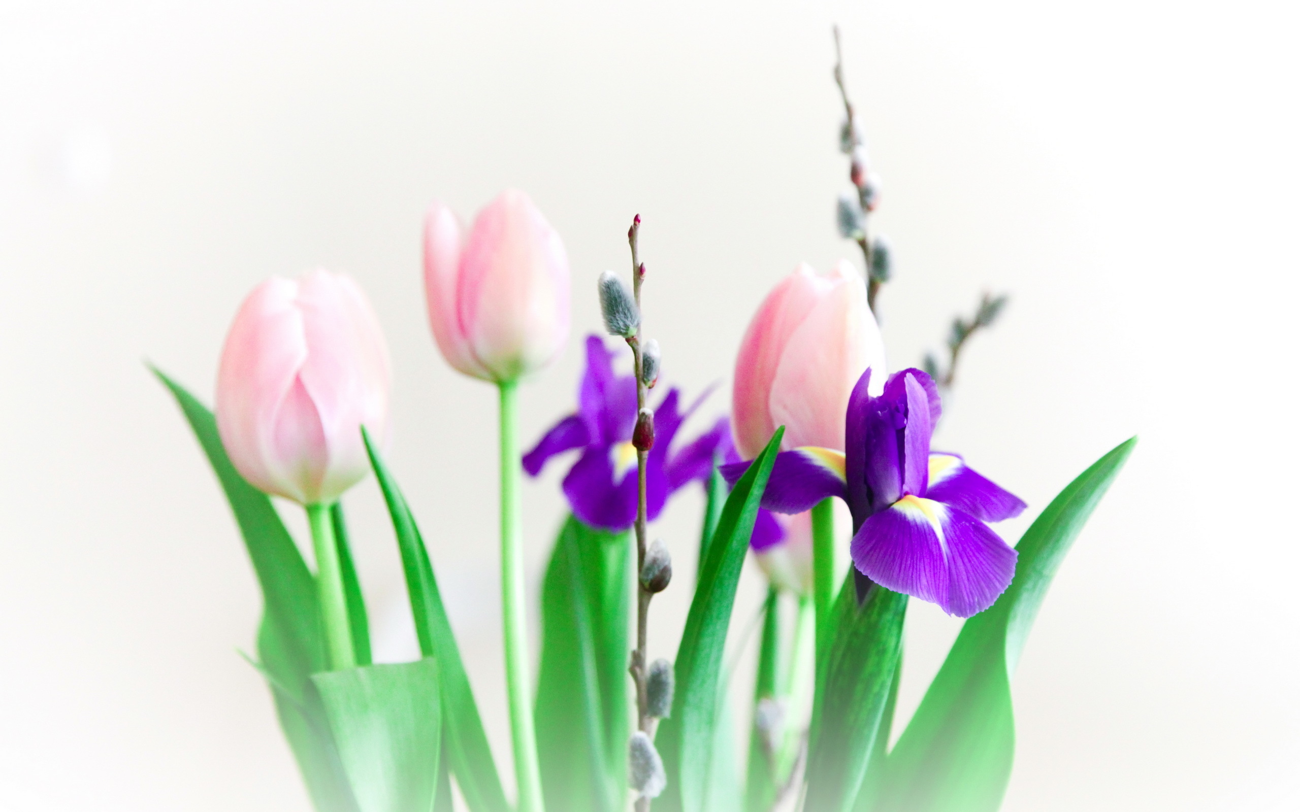 Обои цветы, букет, тюльпаны, ирисы, верба, веточки, flowers, bouquet, tulips, irises, verba, twigs разрешение 2560x1600 Загрузить