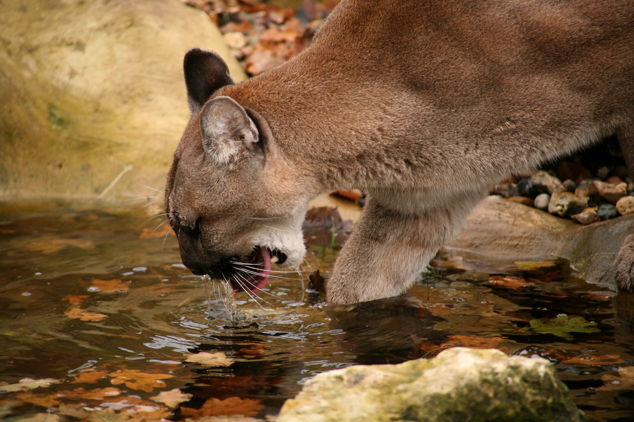 Обои водопой, горный лев, пума.кугуар, drink, mountain lion, puma.cougar разрешение 2184x1456 Загрузить