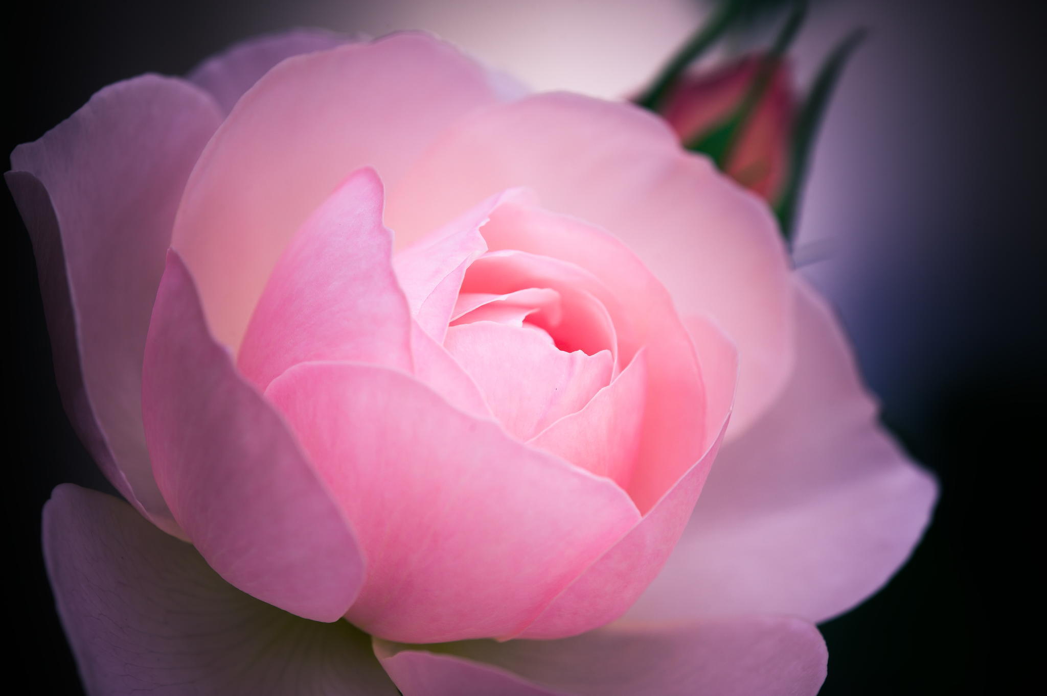 Обои цветок, роза, розовая, макро., flower, rose, pink, macro. разрешение 2048x1363 Загрузить